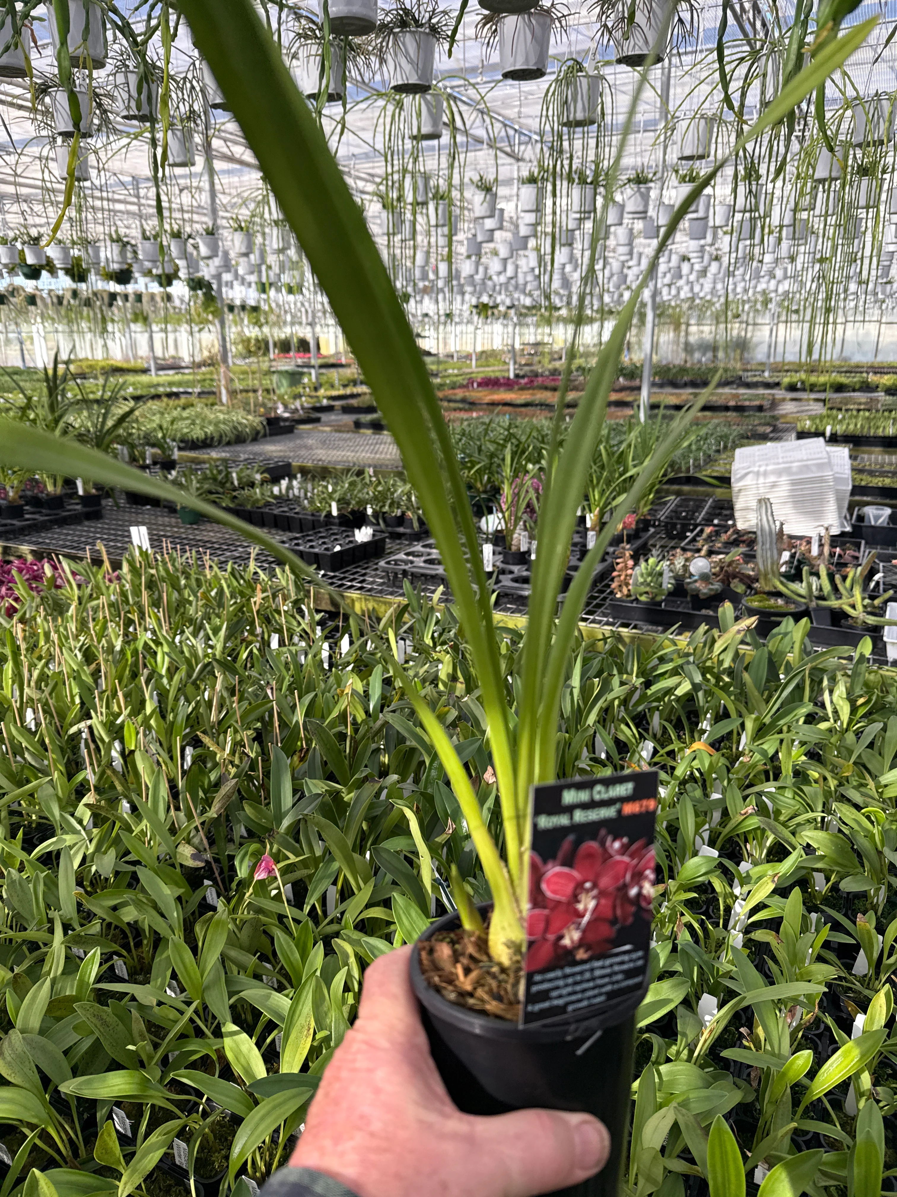Cymbidium Mini Claret 'Royal Reserve' - Image 5