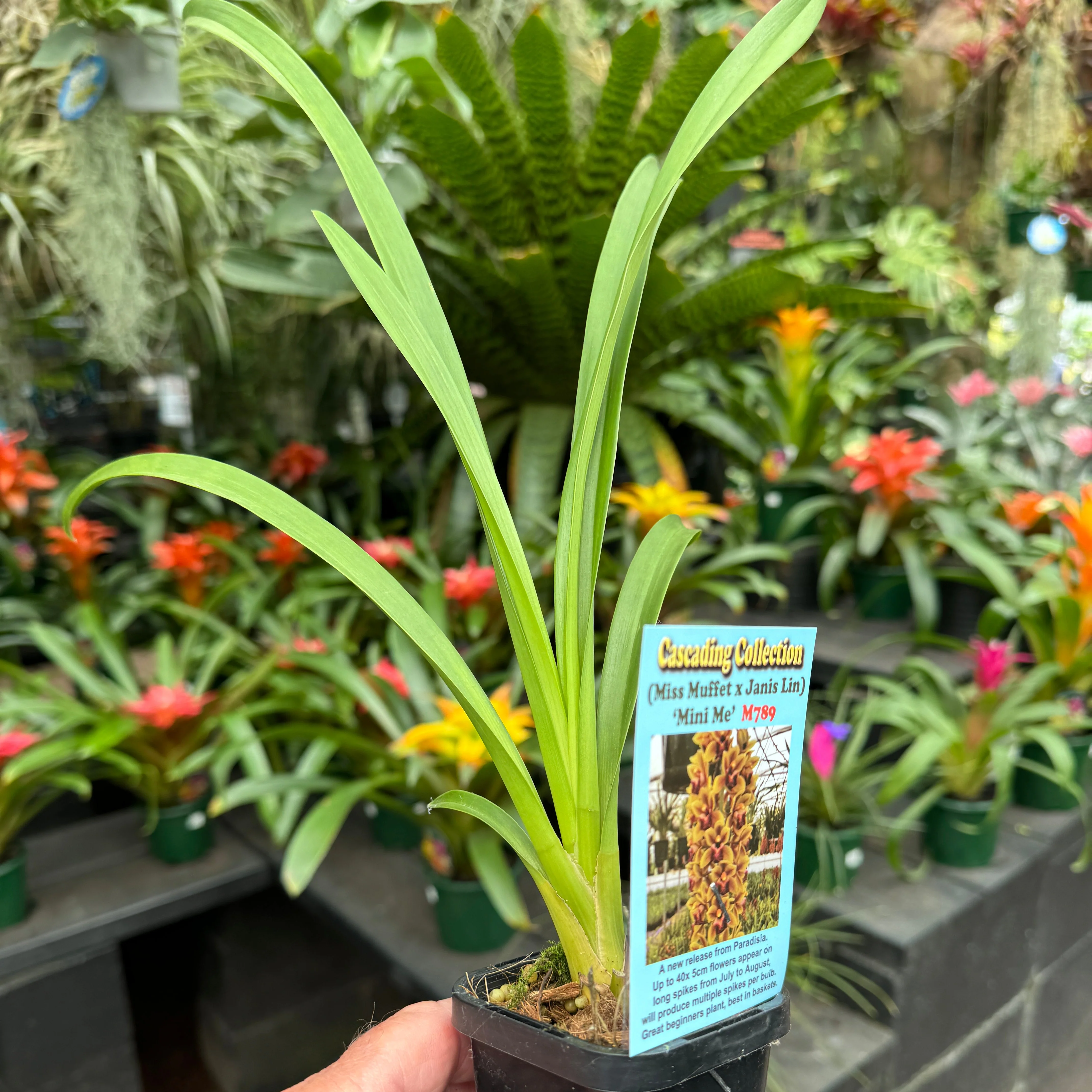 Cymbidium (Miss Muffet x Janis Lin) 'Mini Me' - Image 3