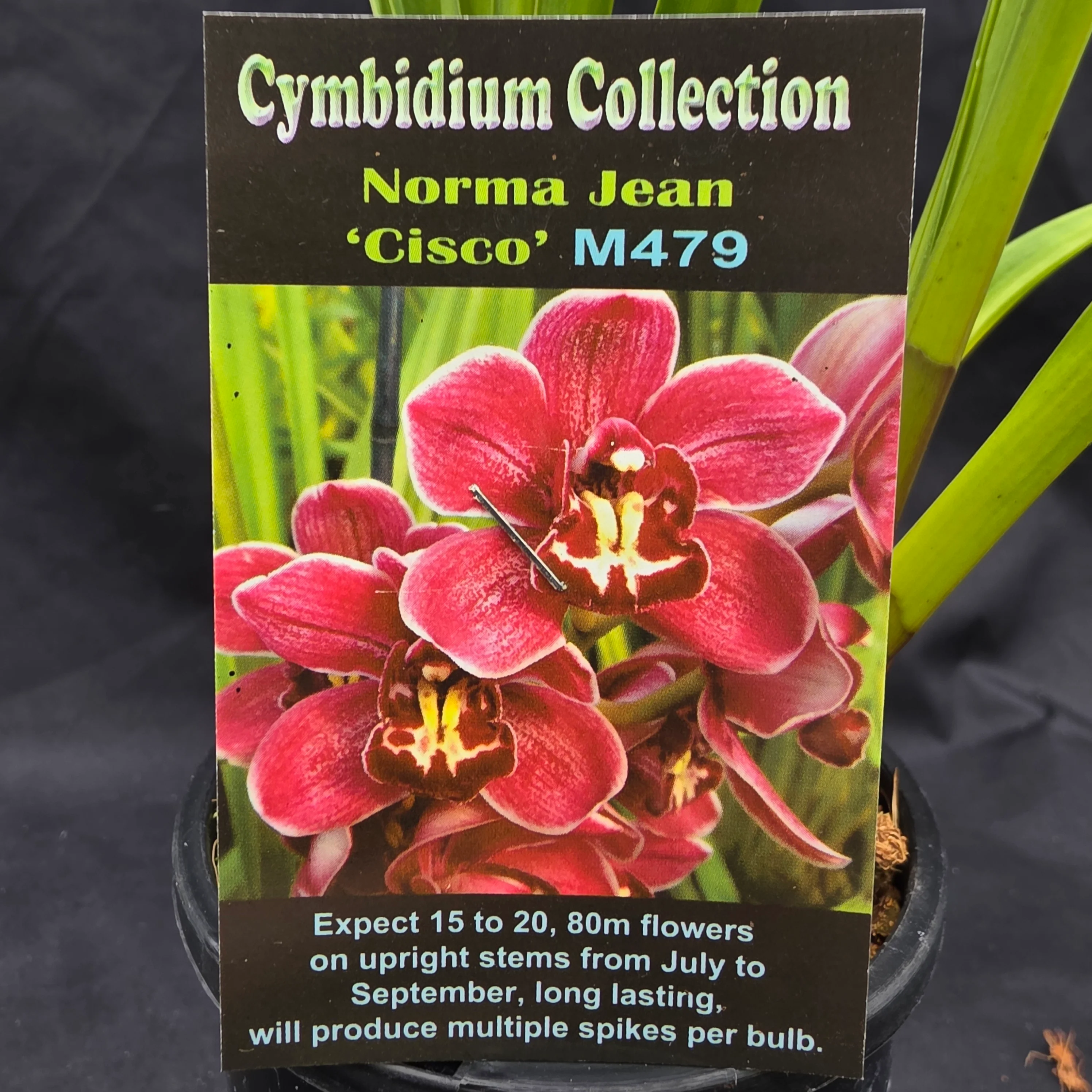 Cymbidium Norma Jean 'Cisco' - Image 2