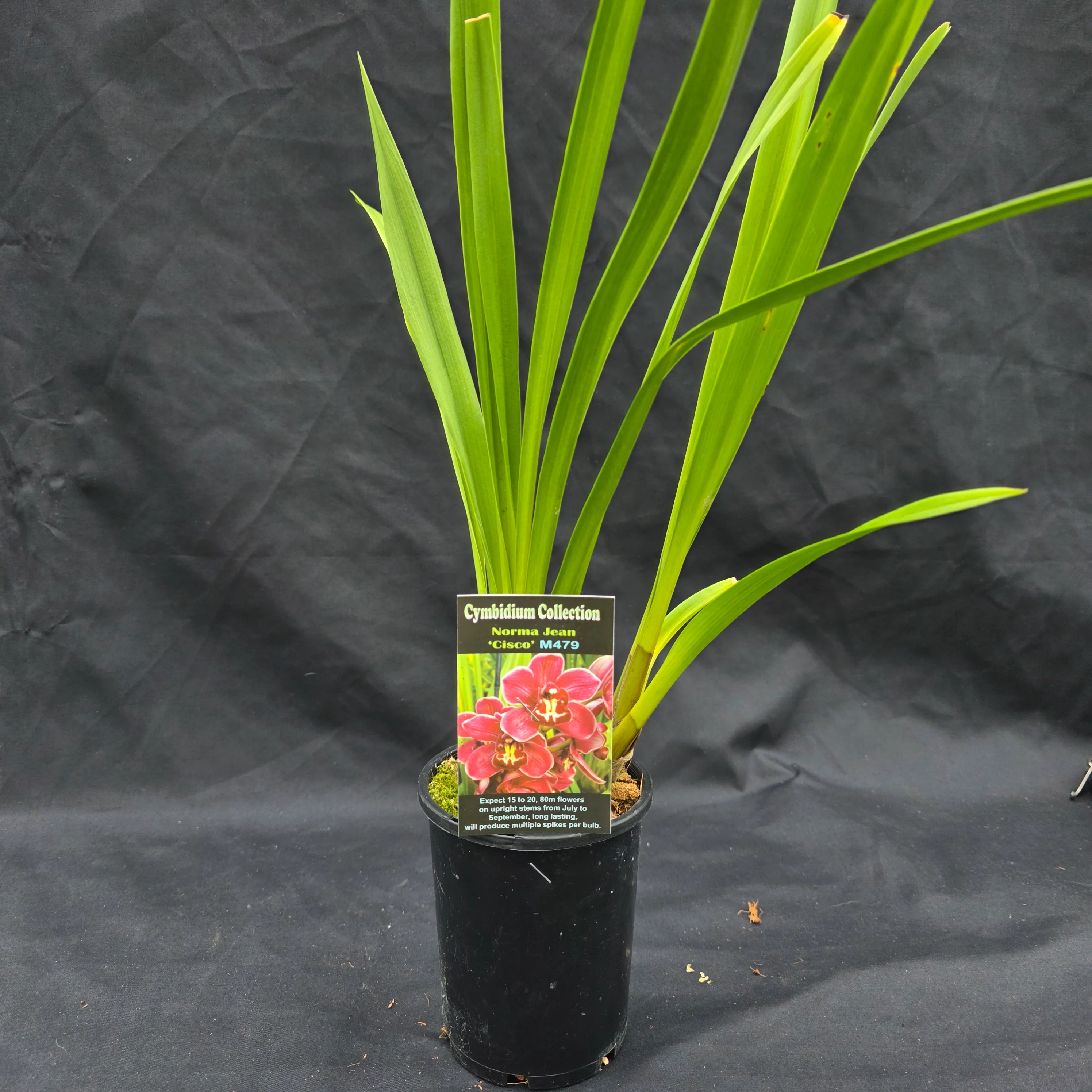 Cymbidium Norma Jean 'Cisco' - Image 3