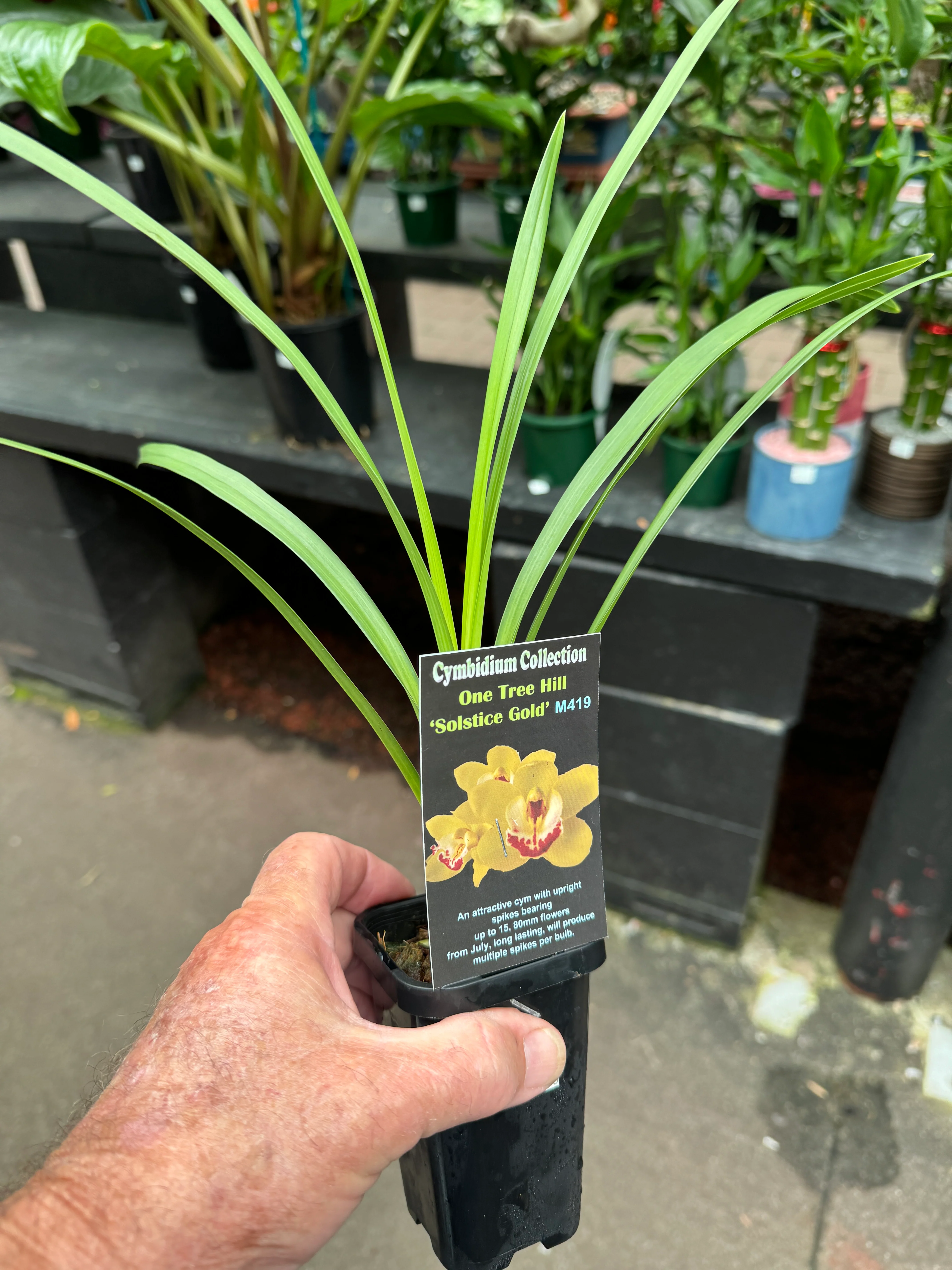 Cymbidium One Tree Hill 'Solstice Gold' - Image 4