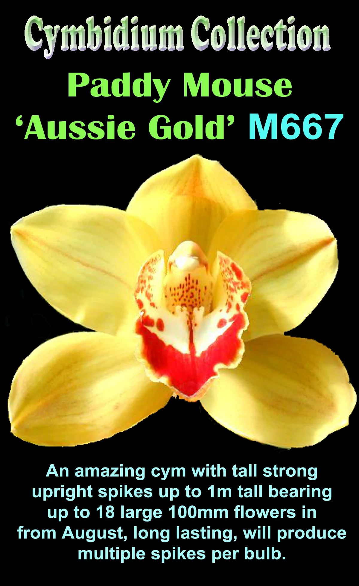 Cymbidium Paddy Mouse 'Aussie Gold' - Image 2