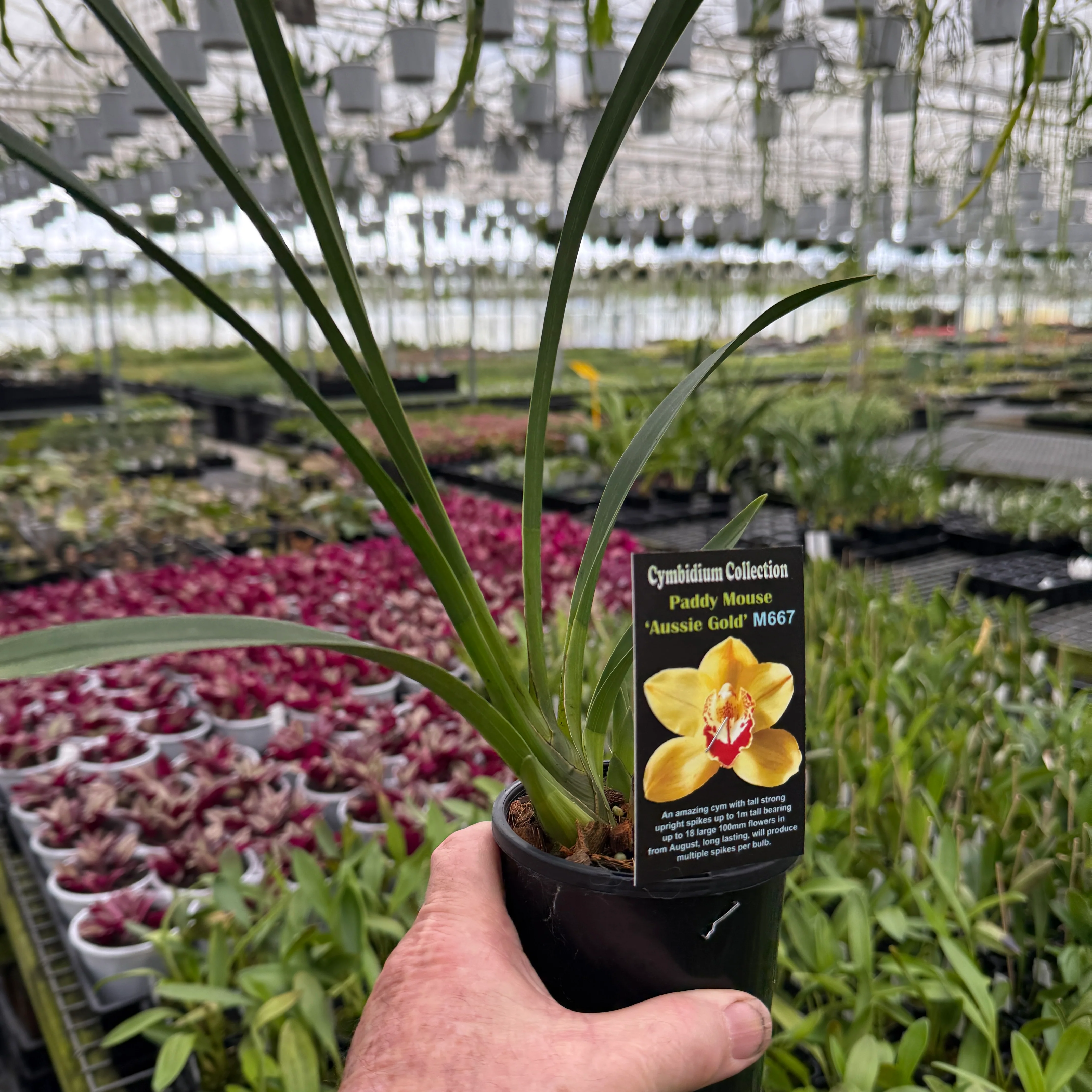 Cymbidium Paddy Mouse 'Aussie Gold' - Image 3
