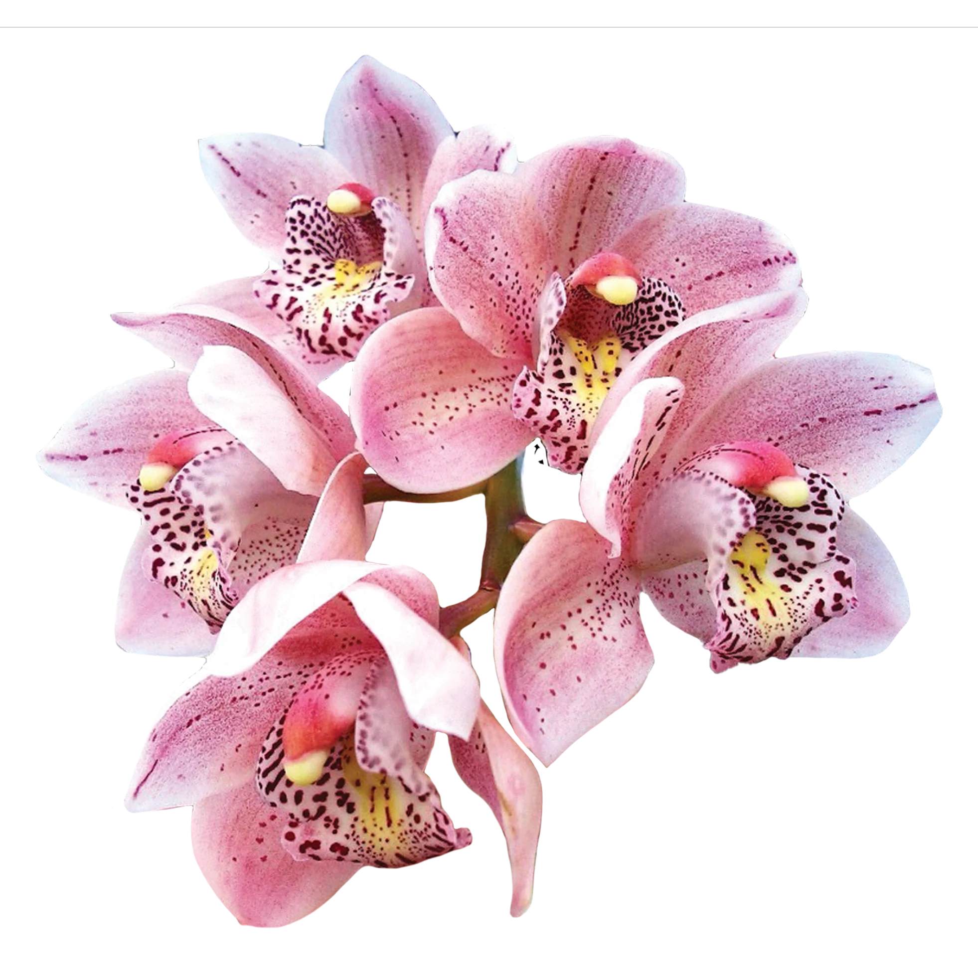 Cymbidium Paradisian Beach 'Pink Sensation'