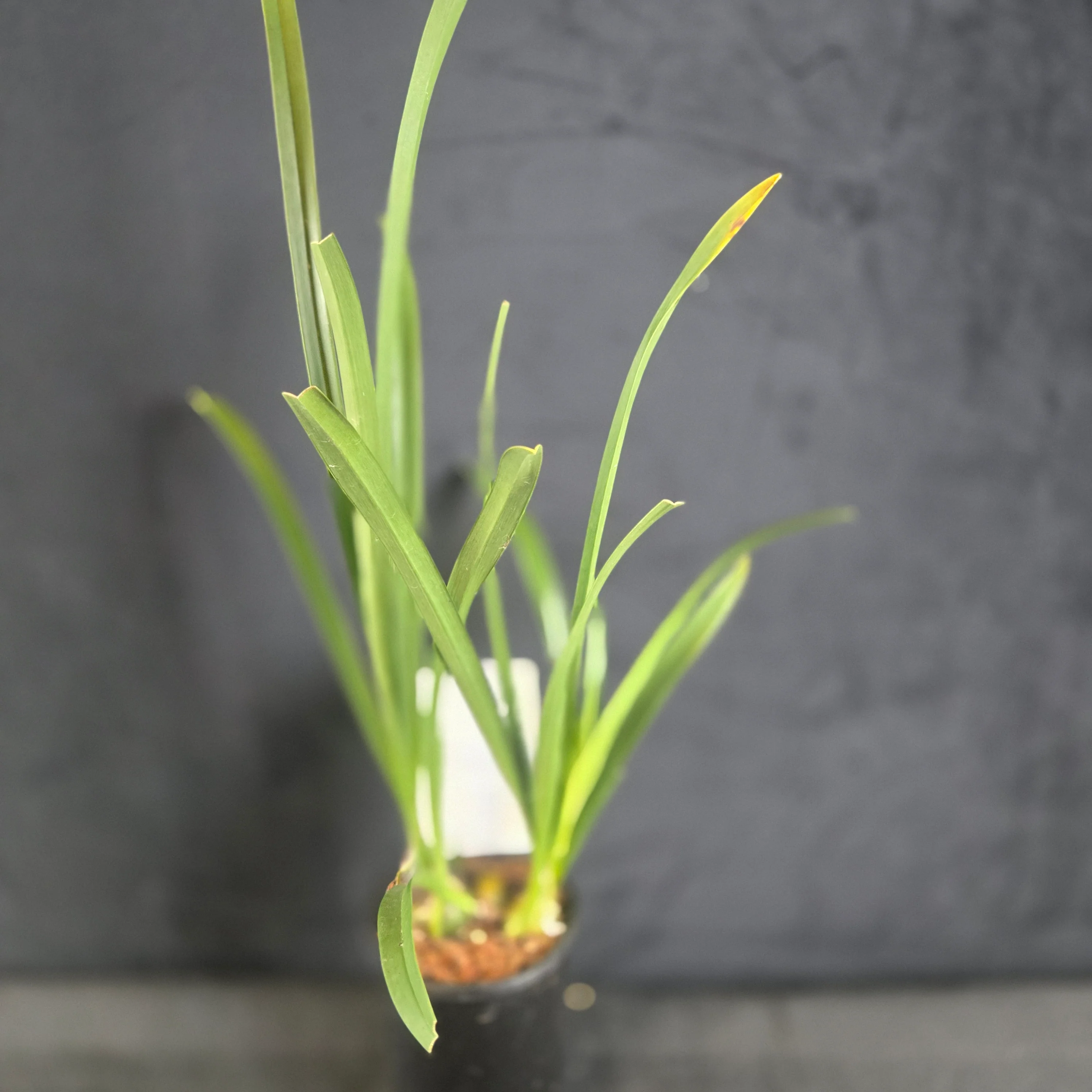 Cymbidium Paradisian Beach 'Pink Sensation' - Image 3