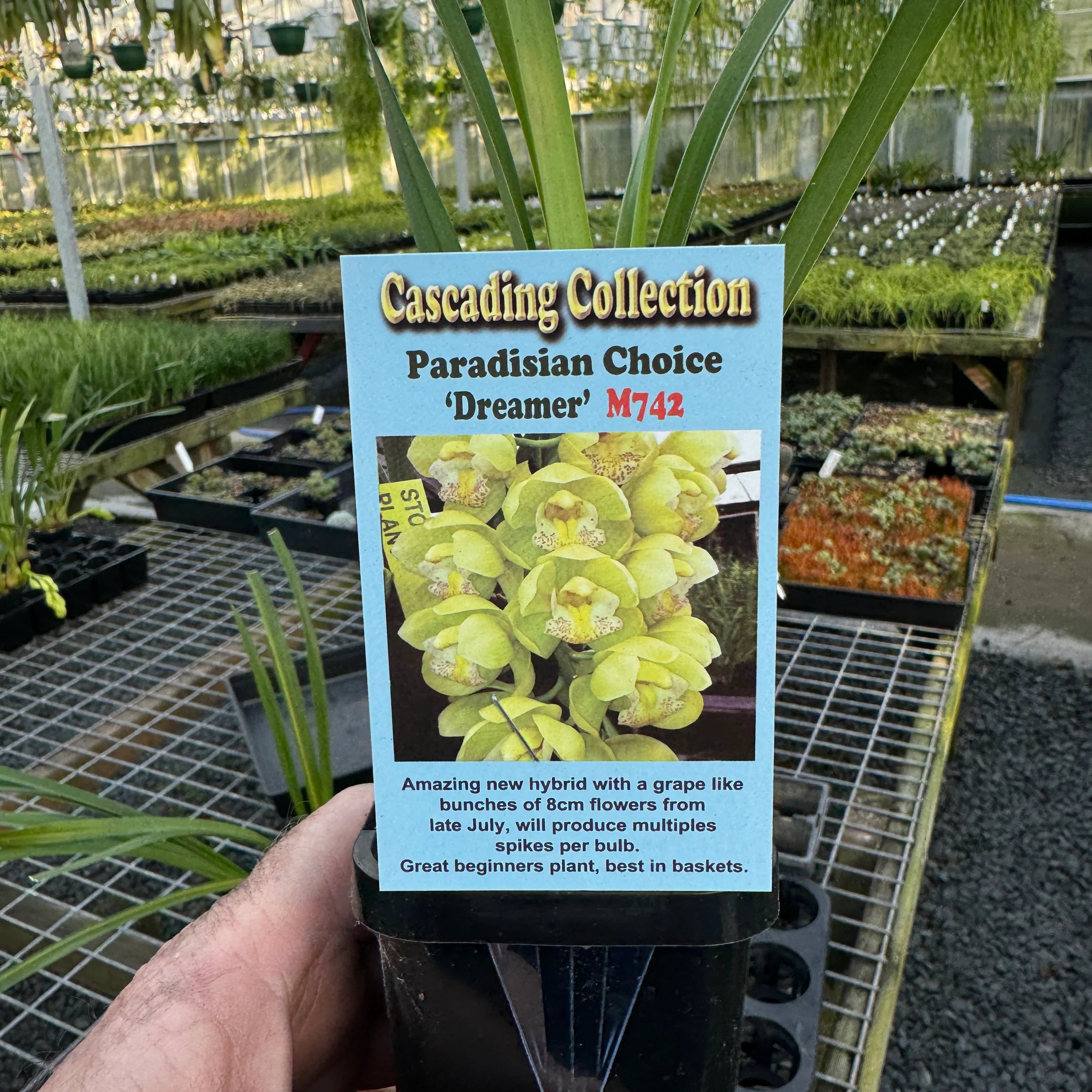 Cymbidium Paradisian Choice 'Dreamer' - Image 2
