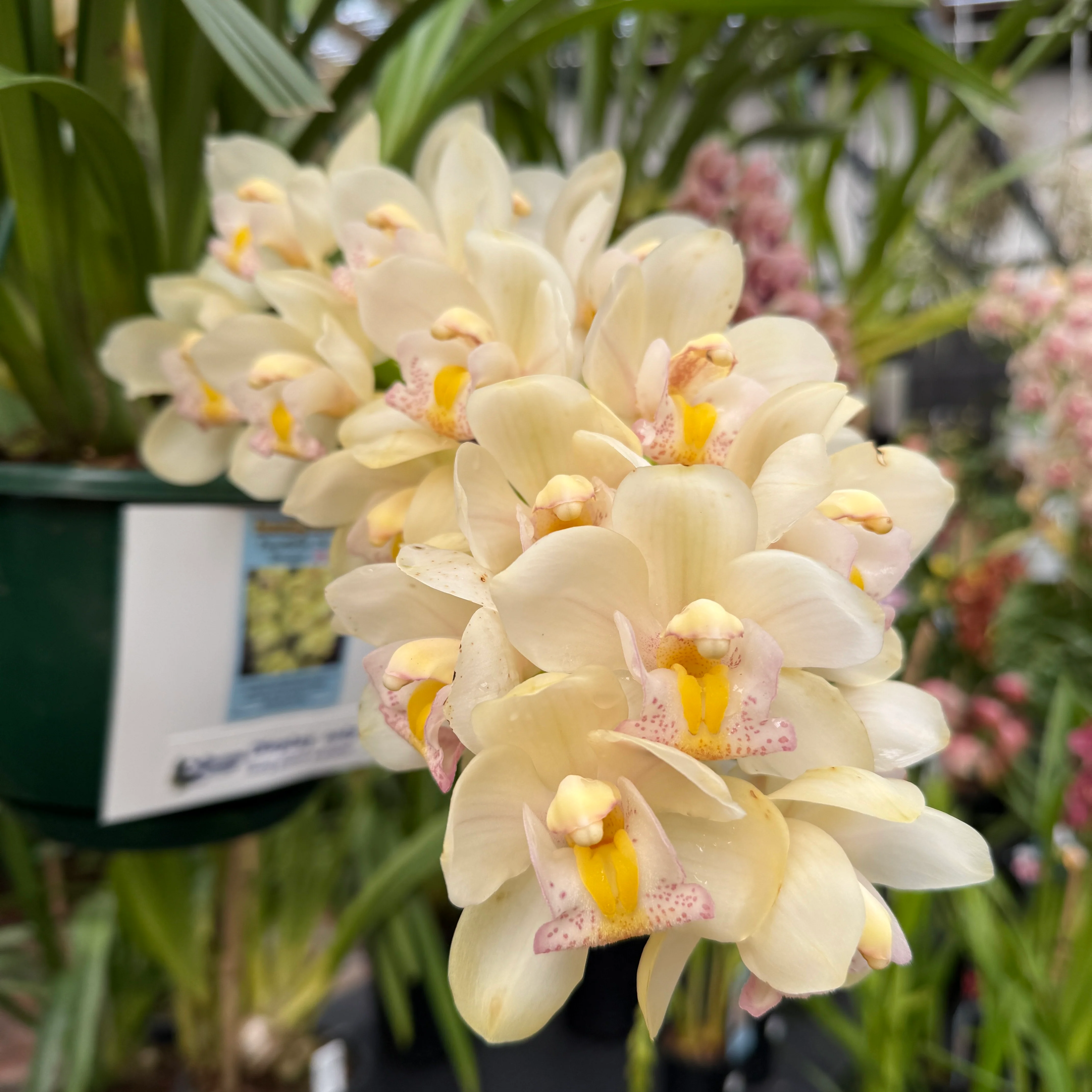 Cymbidium Paradisian Choice 'Dreamer' - Image 3