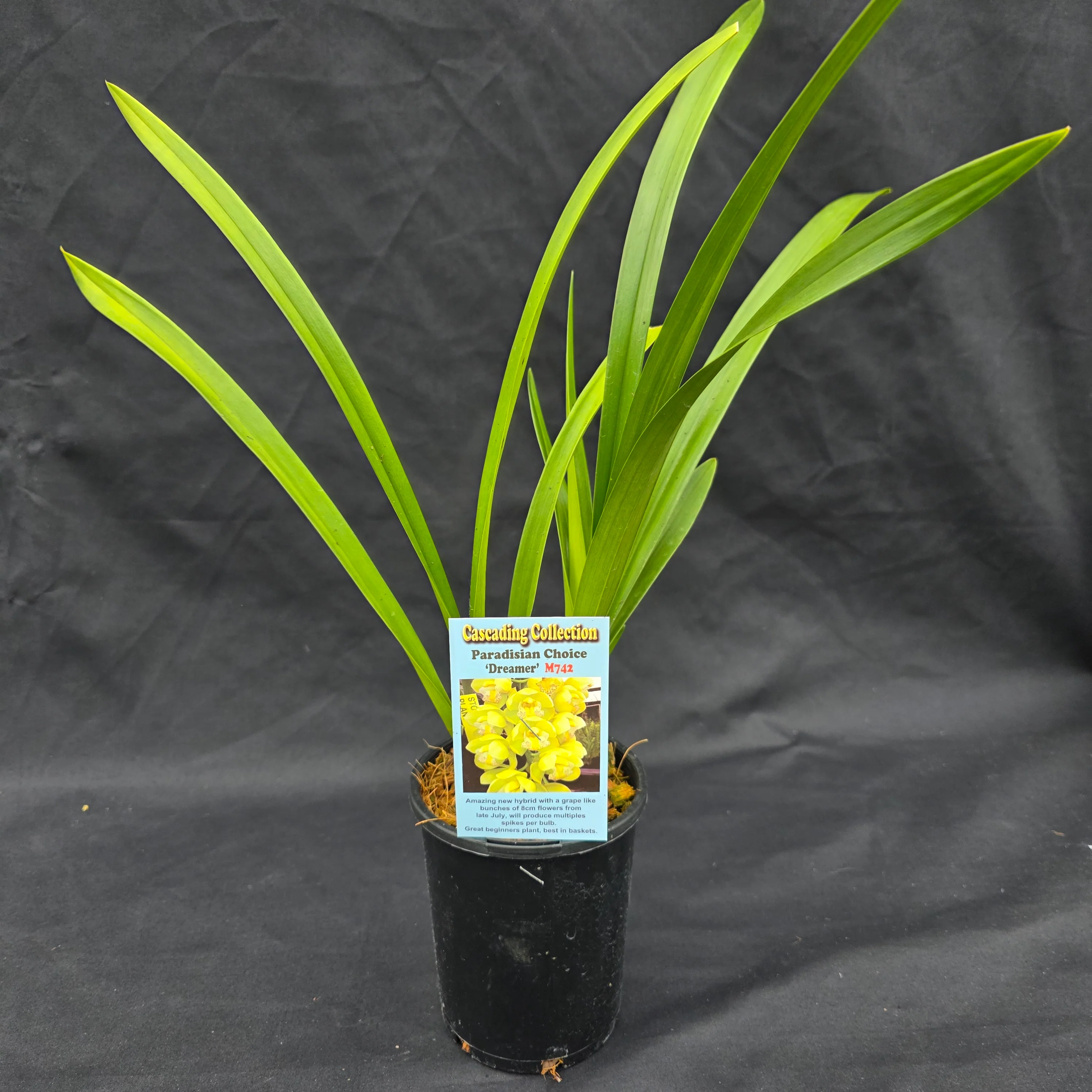 Cymbidium Paradisian Choice 'Dreamer' - Image 4