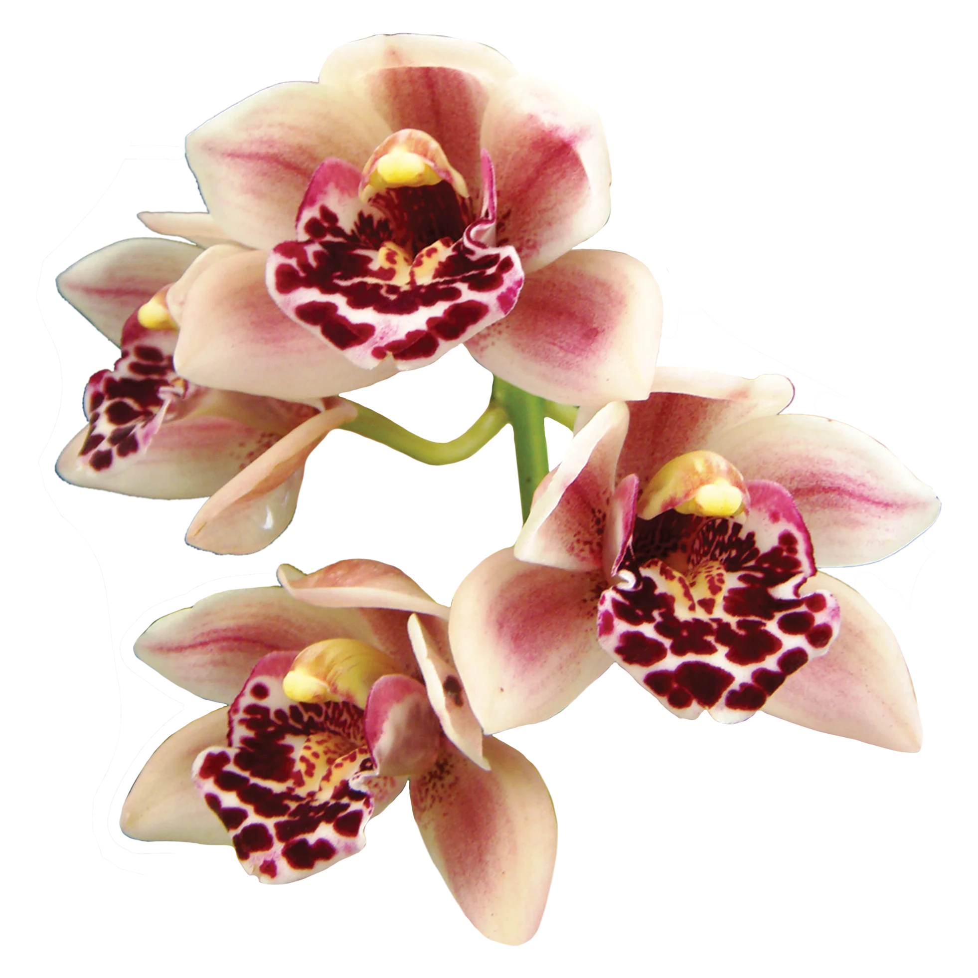 Cymbidium Paradisian Delight 'Thriller'