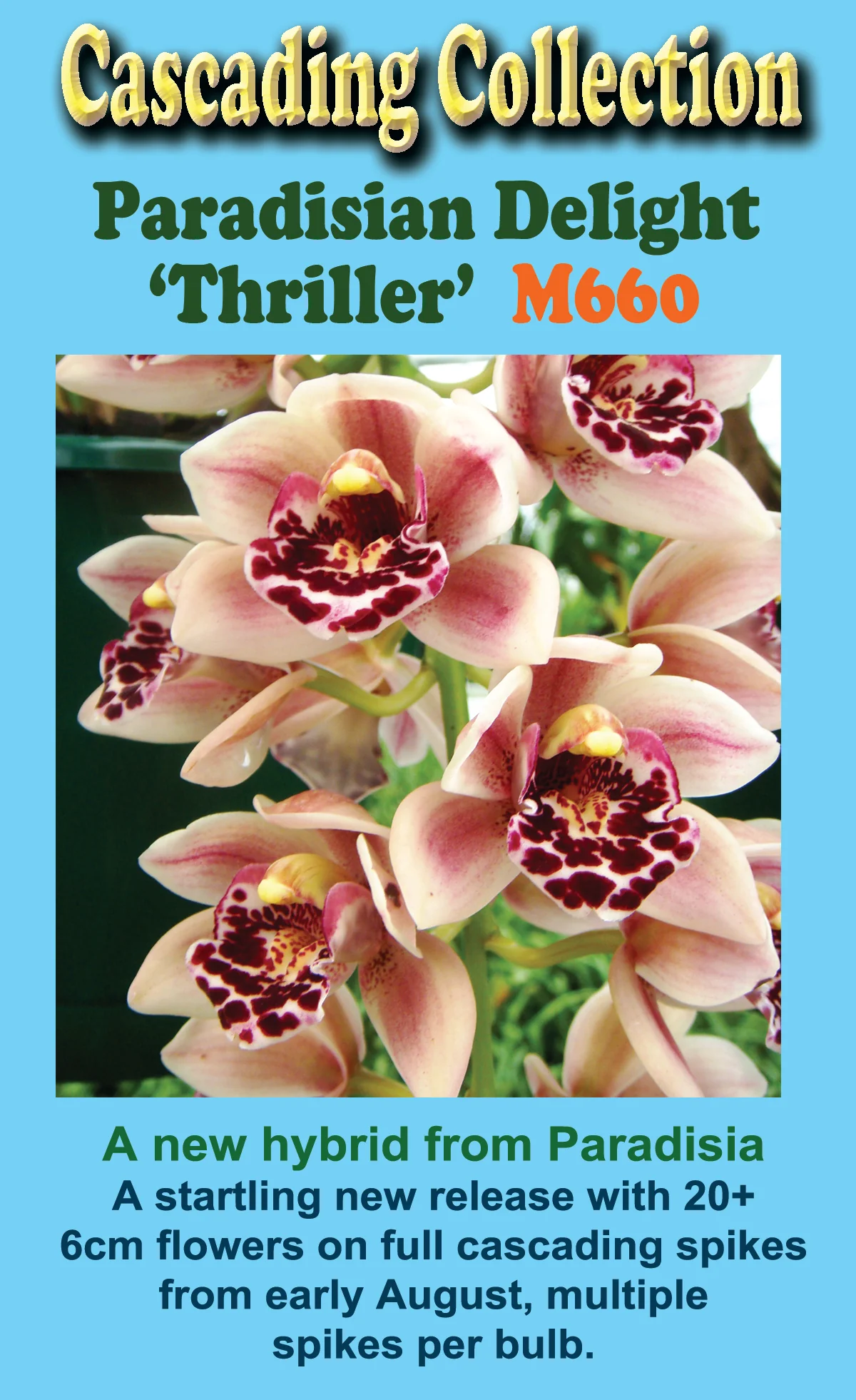 Cymbidium Paradisian Delight 'Thriller' - Image 2