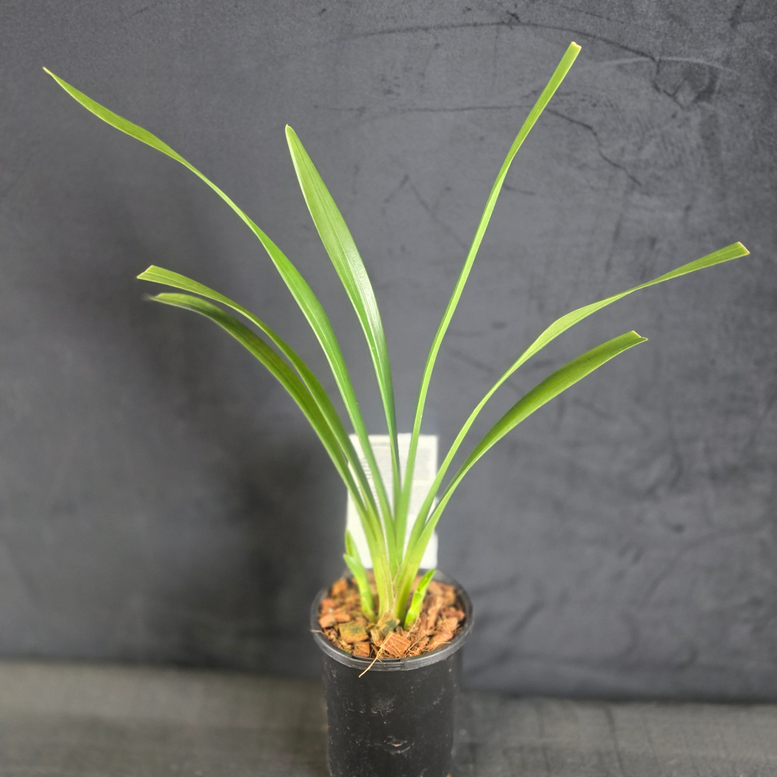 Cymbidium Paradisian Delight 'Thriller' - Image 3