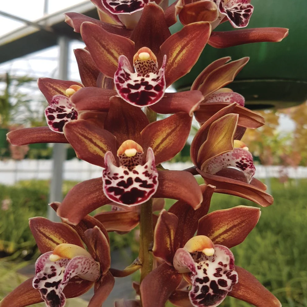 Cymbidium Paradisian Ochre 'Down Under'