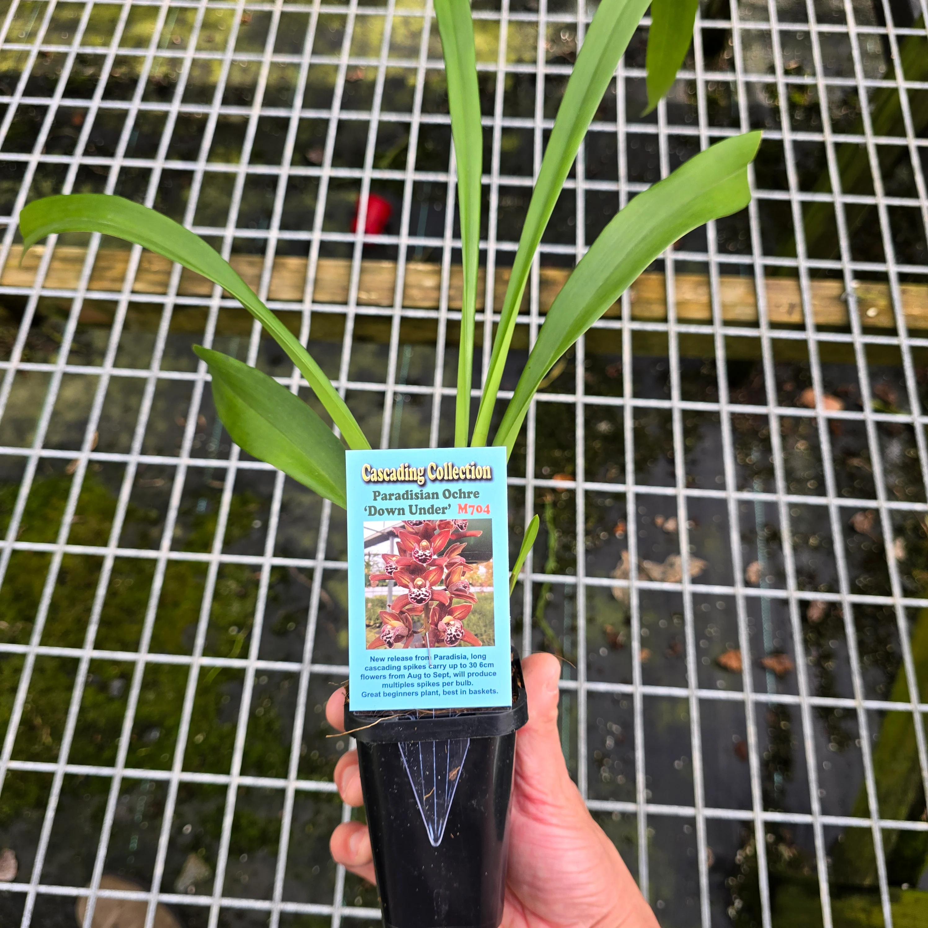 Cymbidium Paradisian Ochre 'Down Under' - Image 2
