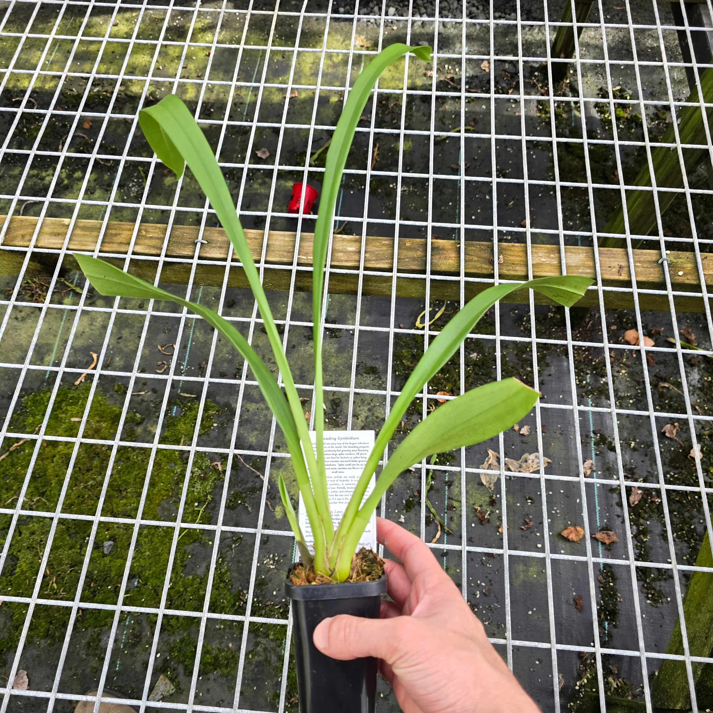 Cymbidium Paradisian Ochre 'Down Under' - Image 3