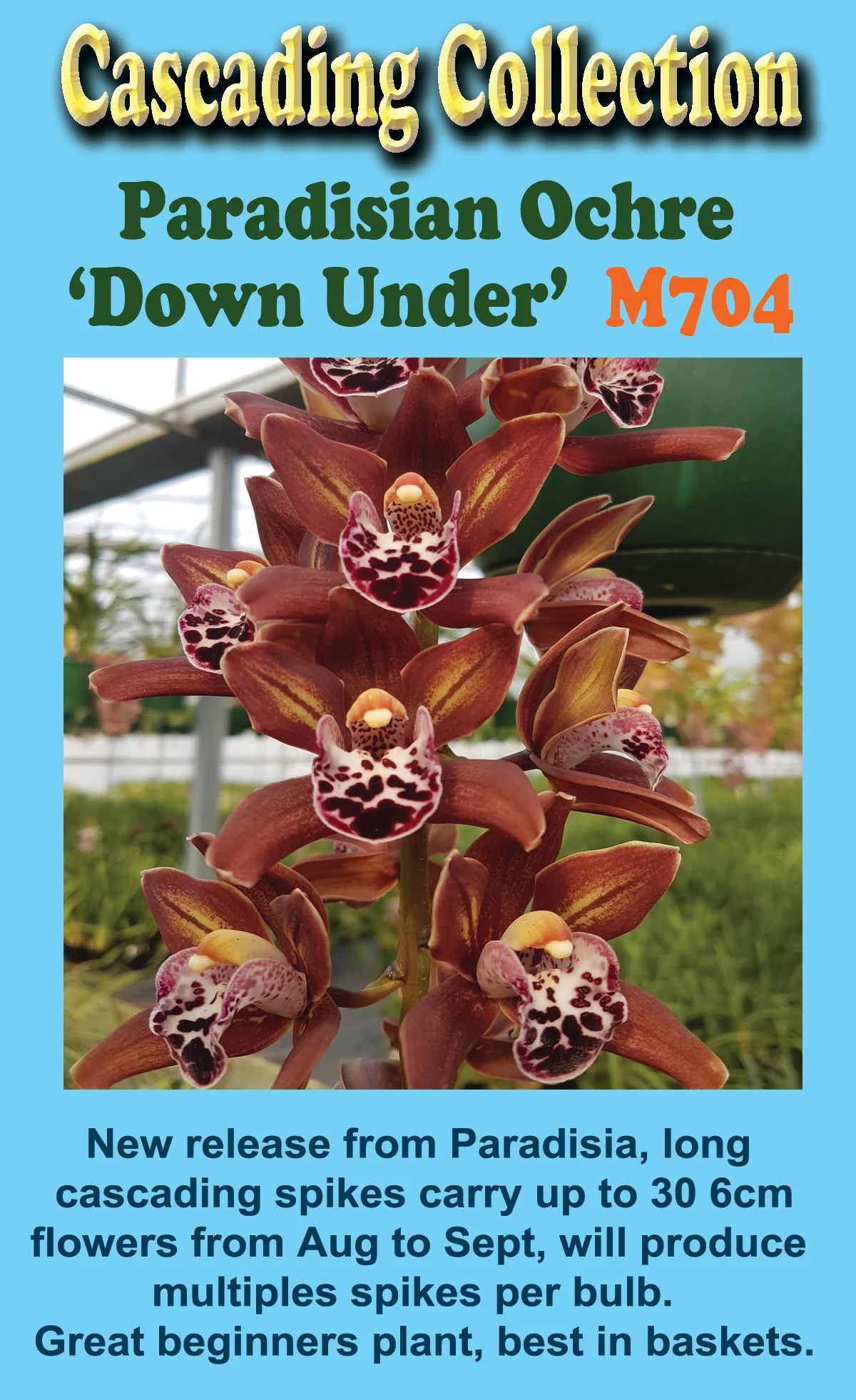 Cymbidium Paradisian Ochre 'Down Under' - Image 4
