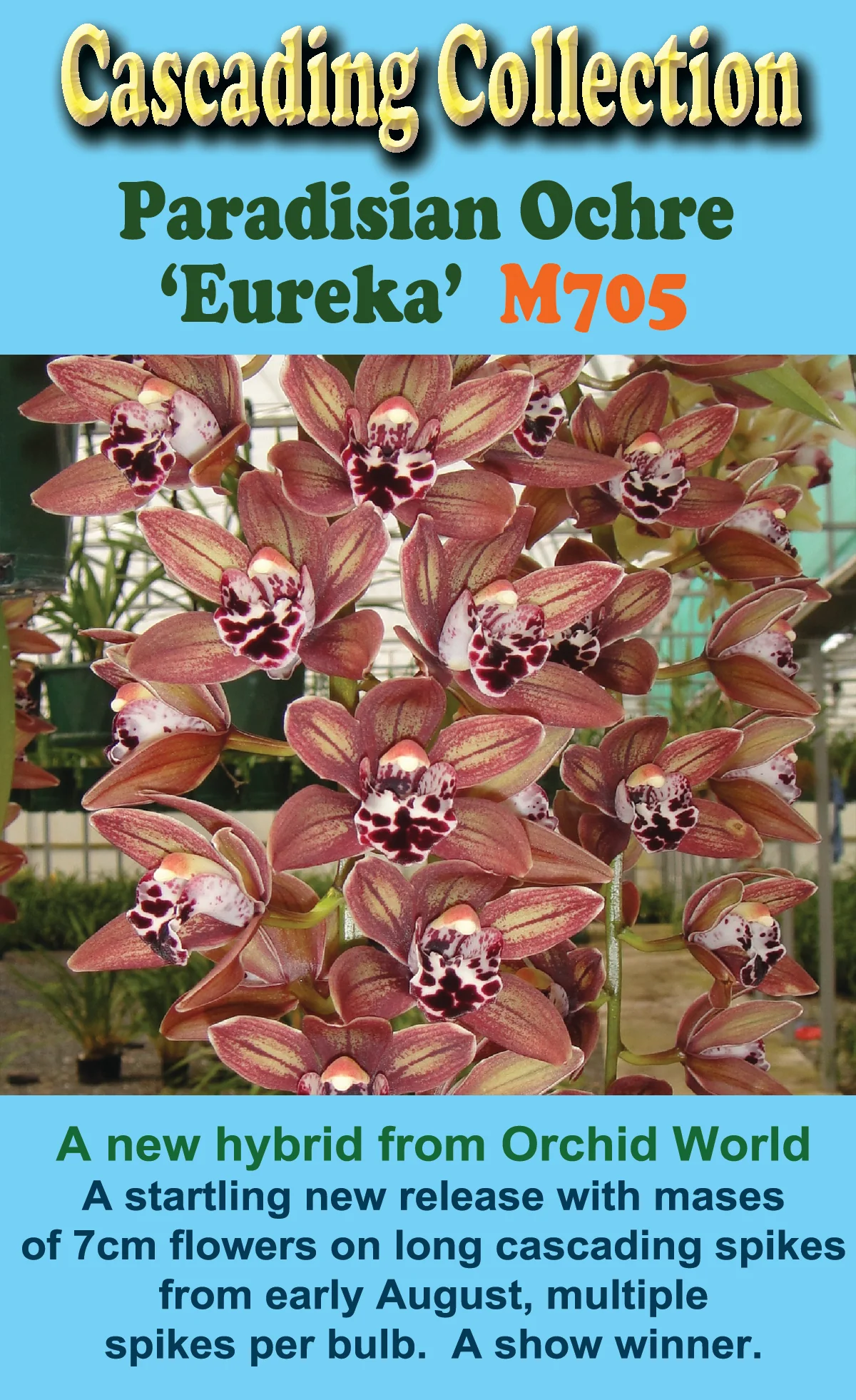 Cymbidium Paradisian Ochre 'Eureka' - Image 3