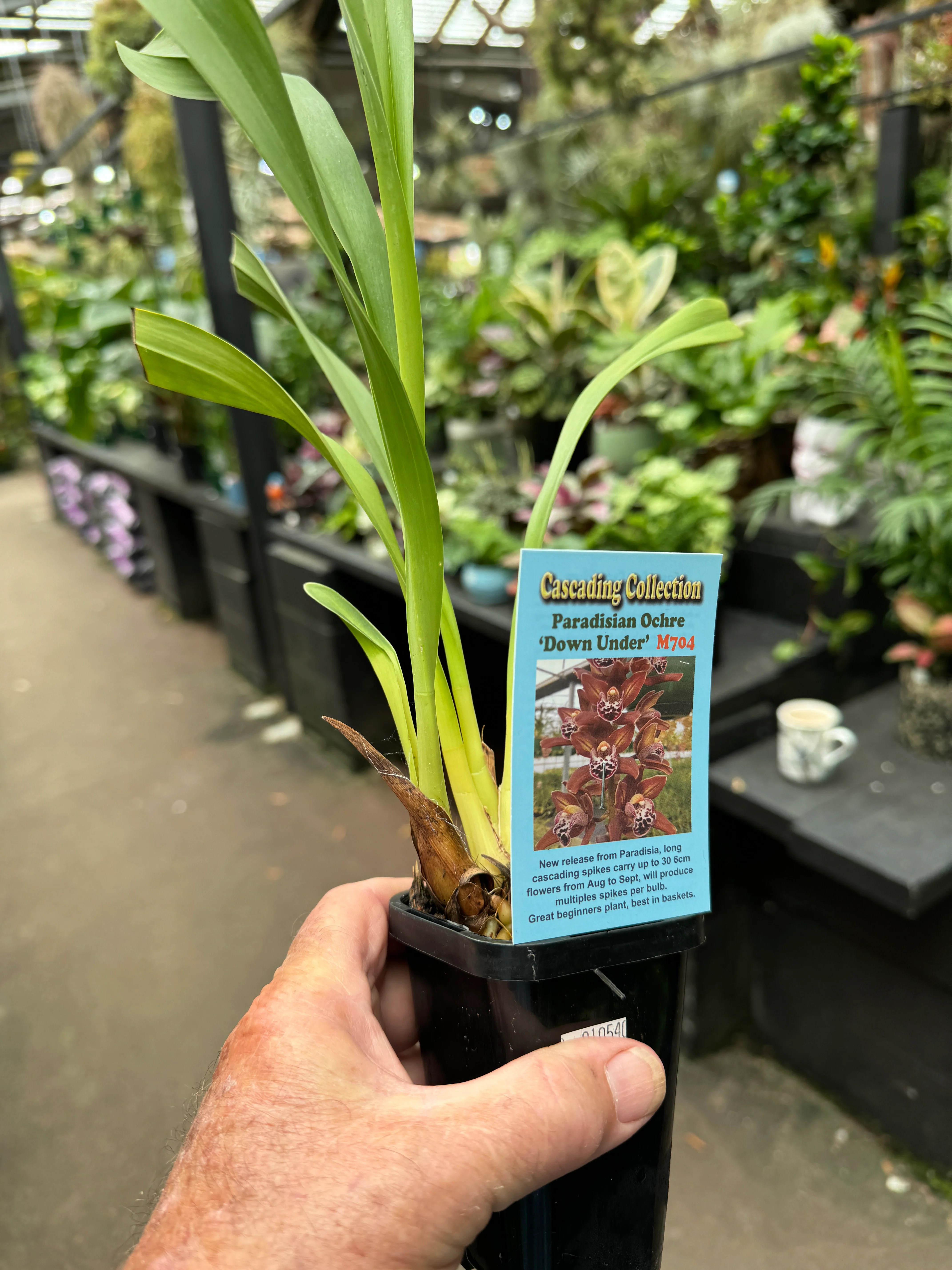 Cymbidium Paradisian Ochre 'Eureka' - Image 4