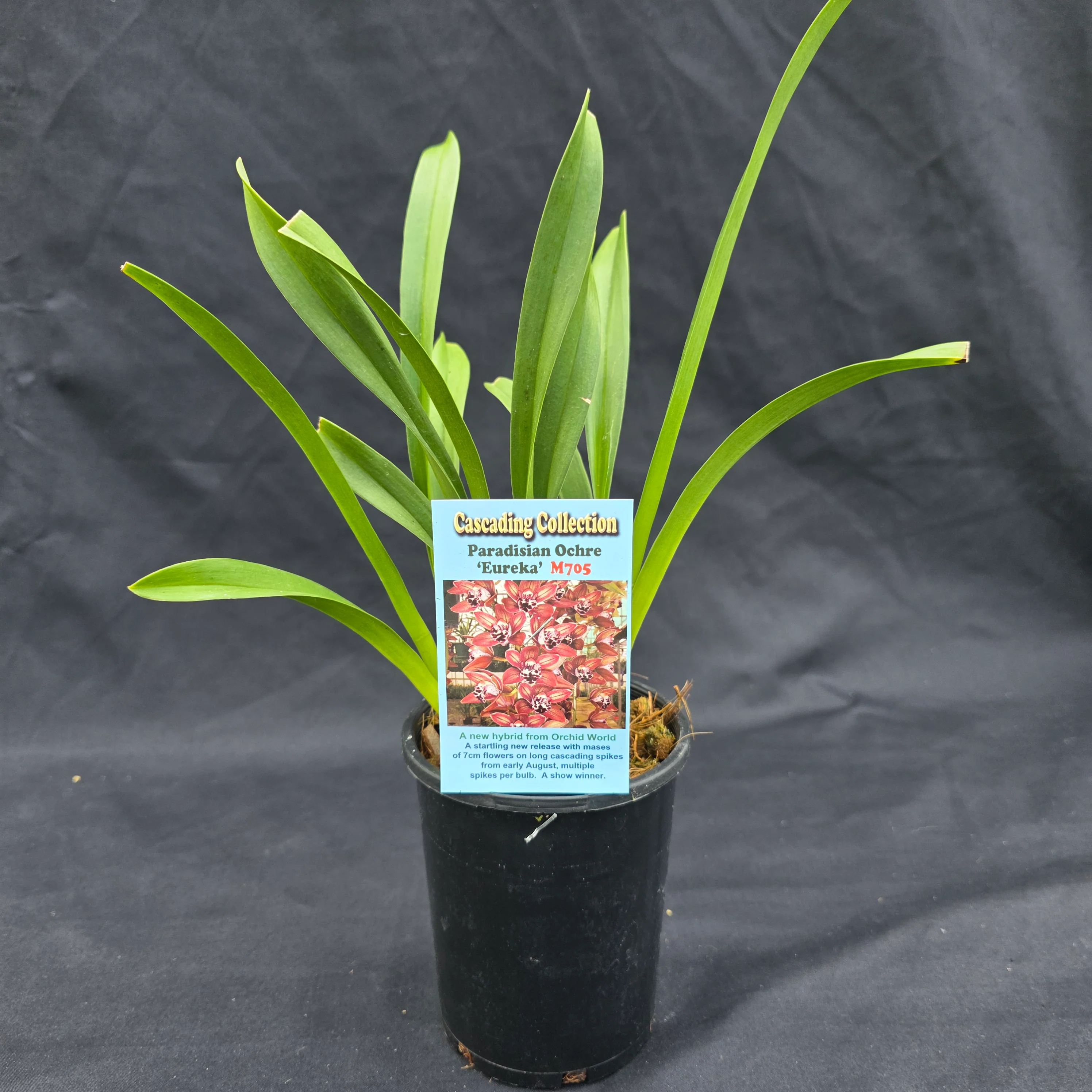 Cymbidium Paradisian Ochre 'Eureka' - Image 5