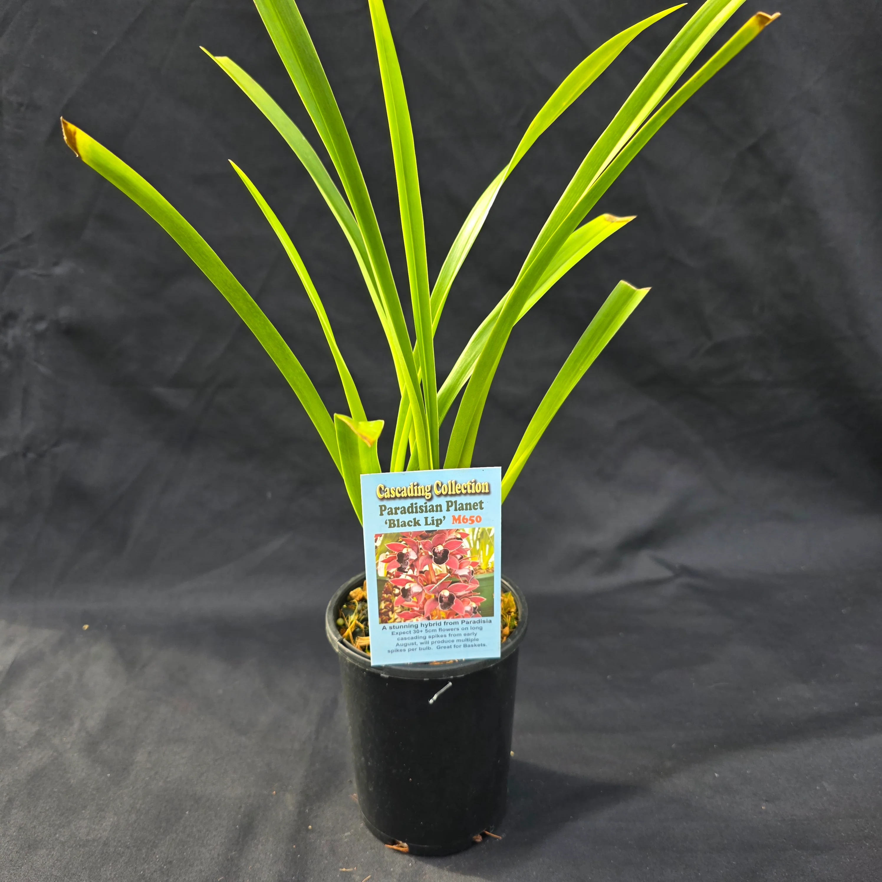 Cymbidium Paradisian Planet 'Black Lip' - Image 3