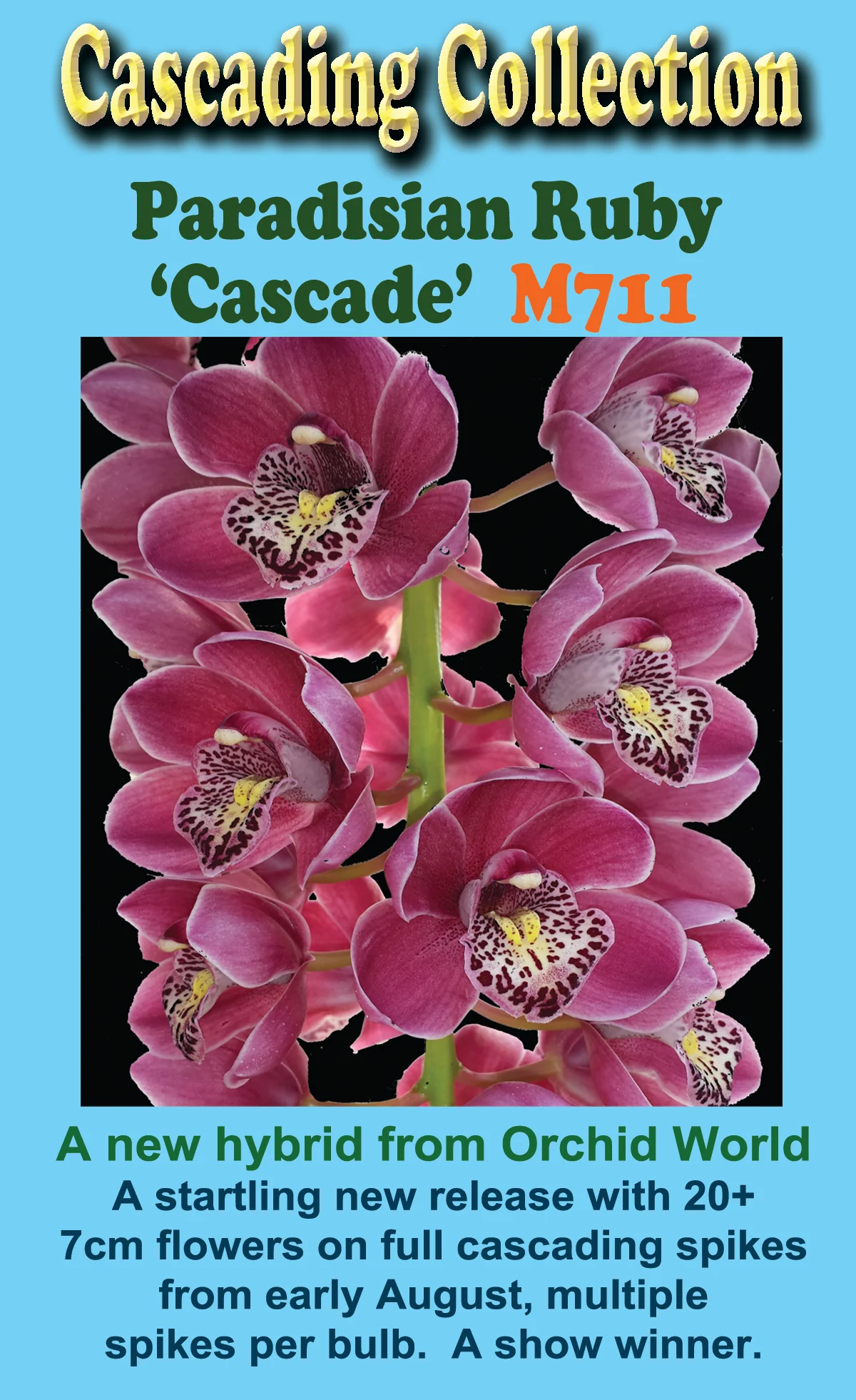 Cymbidium Paradisian Ruby ' Cascade' - Image 2