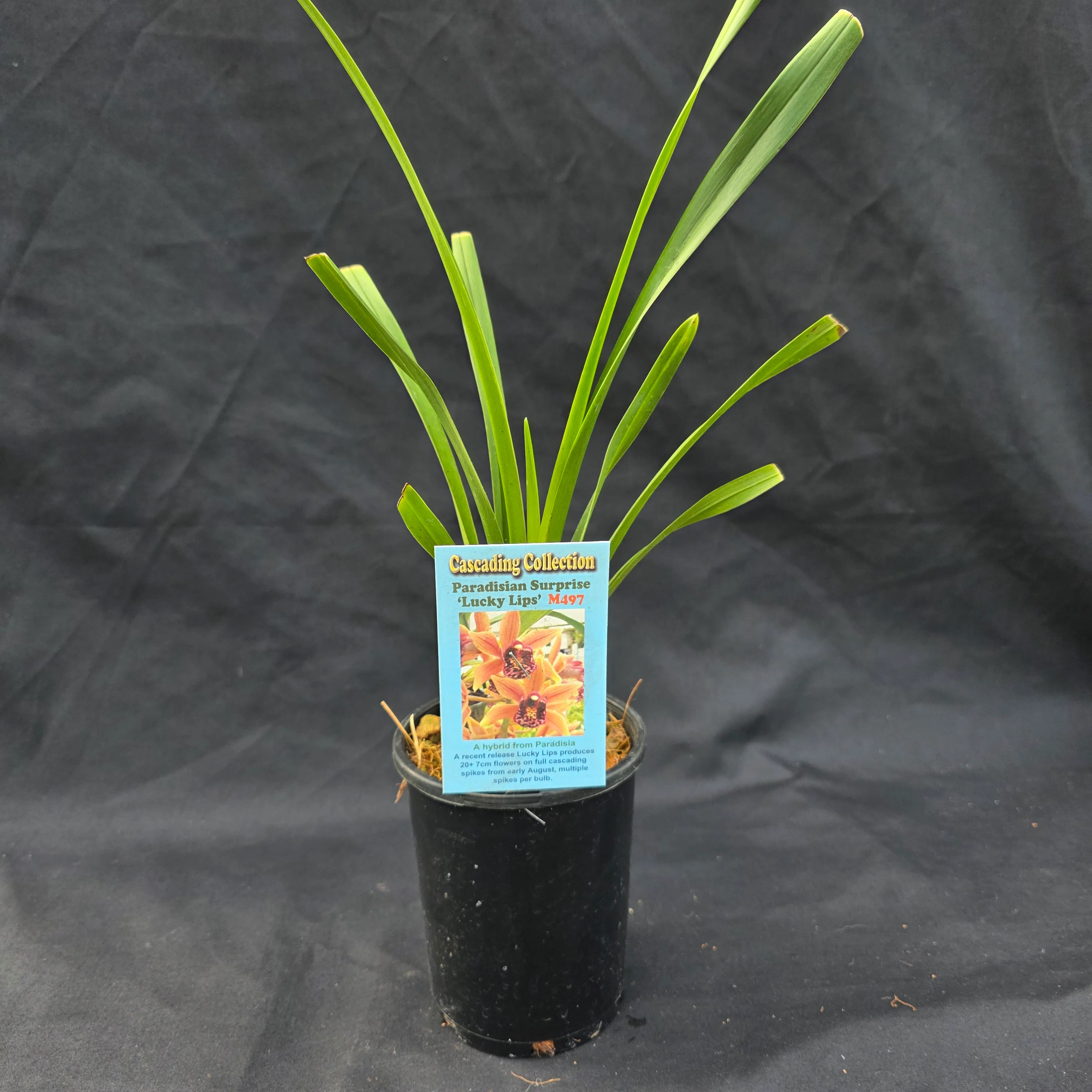 Cymbidium Paradisian Surprise 'Lucky Lips' - Image 3