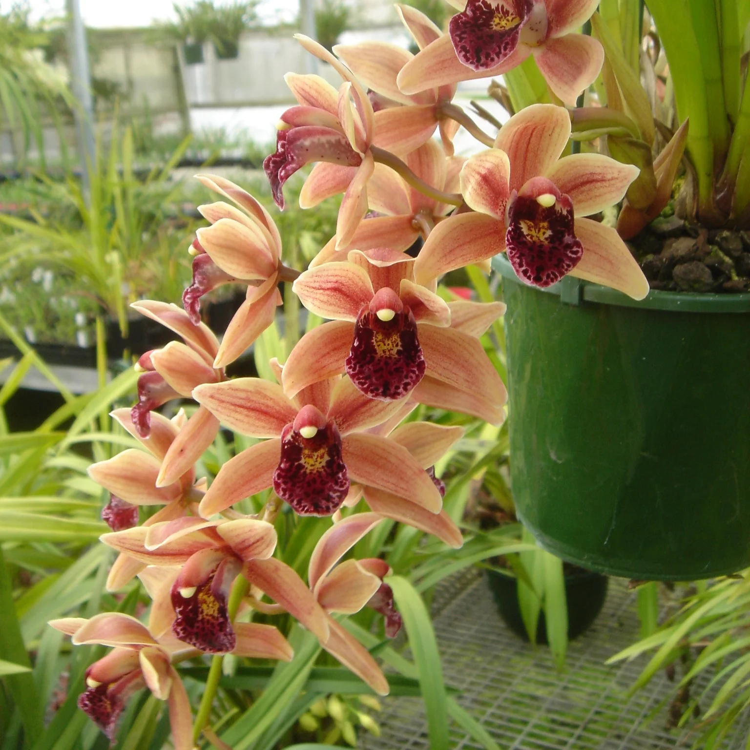 Cymbidium Paradisian Surprise 'Lucky Lips' - Image 4