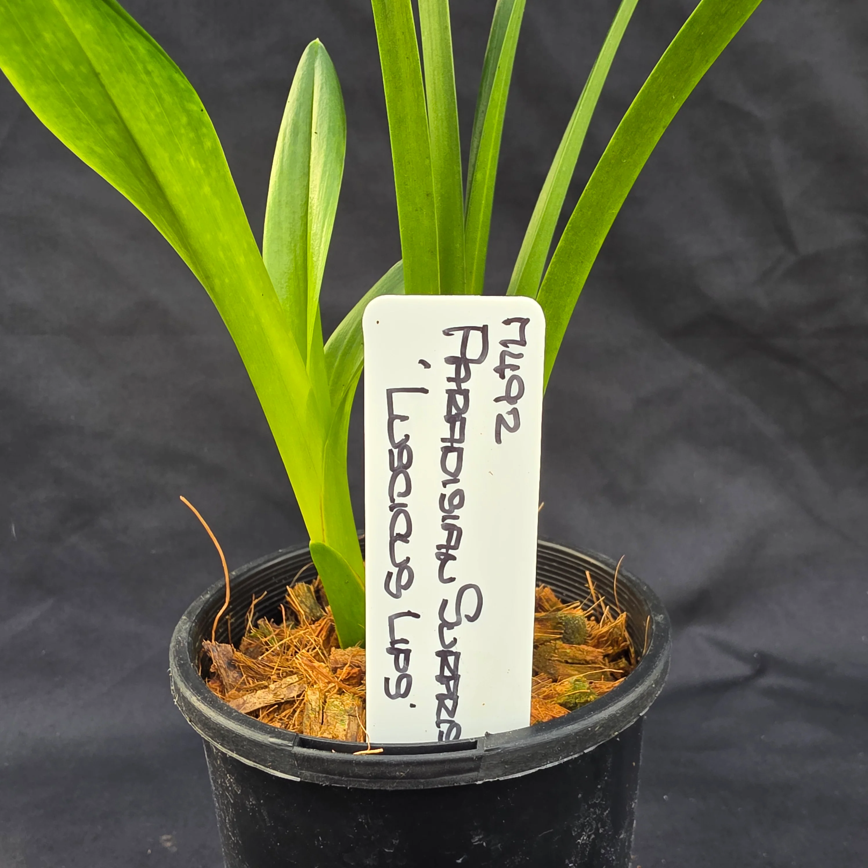 Cymbidium Paradisian Surprise 'Luscious Lips' - Image 2