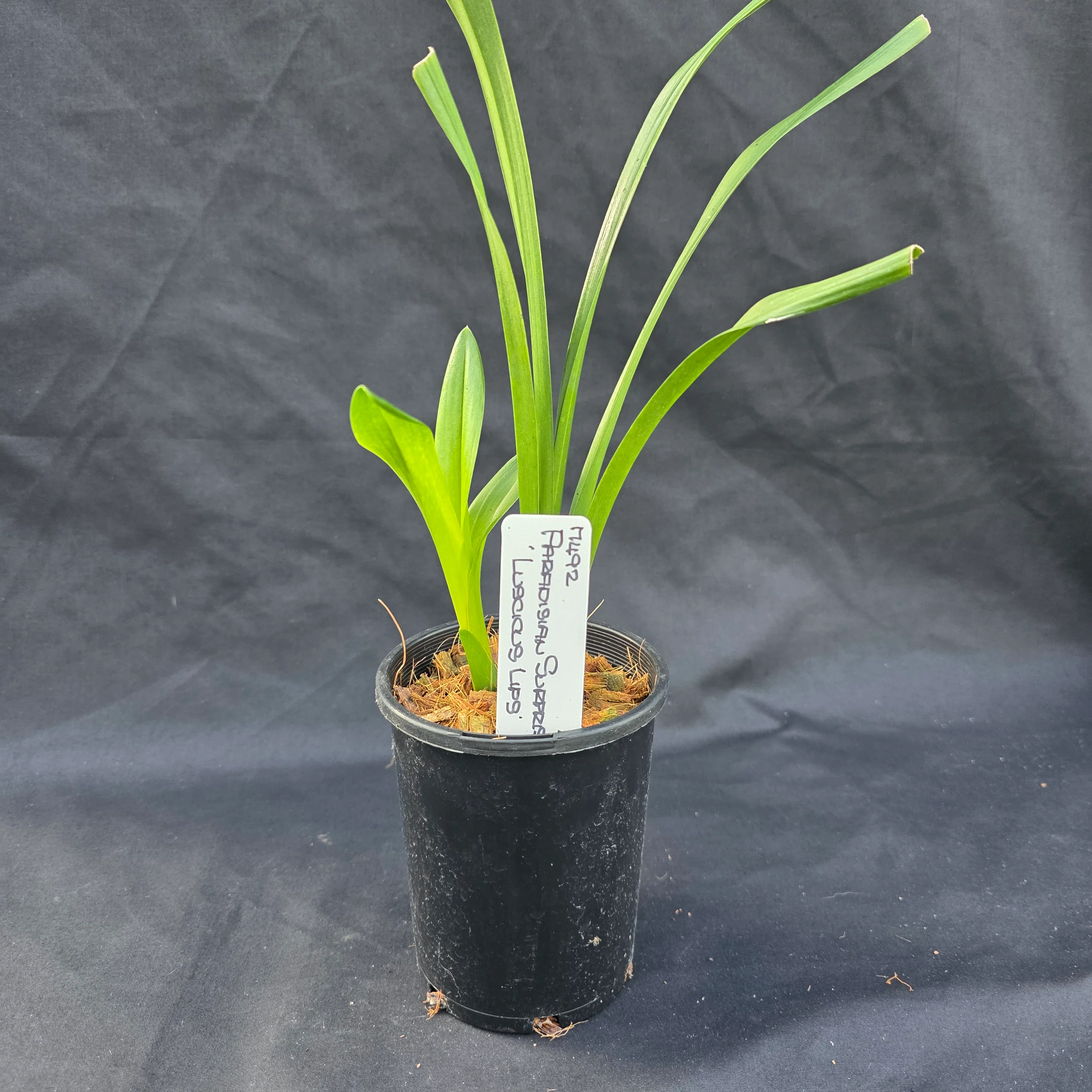 Cymbidium Paradisian Surprise 'Luscious Lips' - Image 3