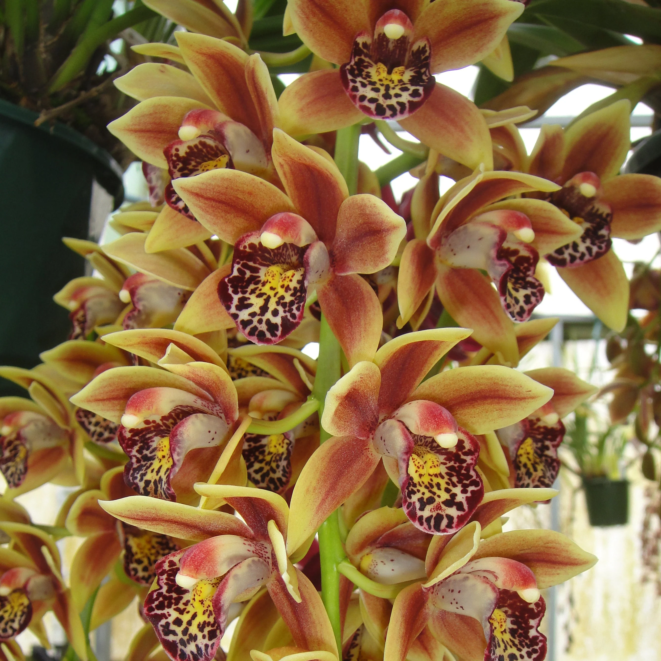 Cymbidium Paradisian Surprise 'Luscious Lips' - Image 4