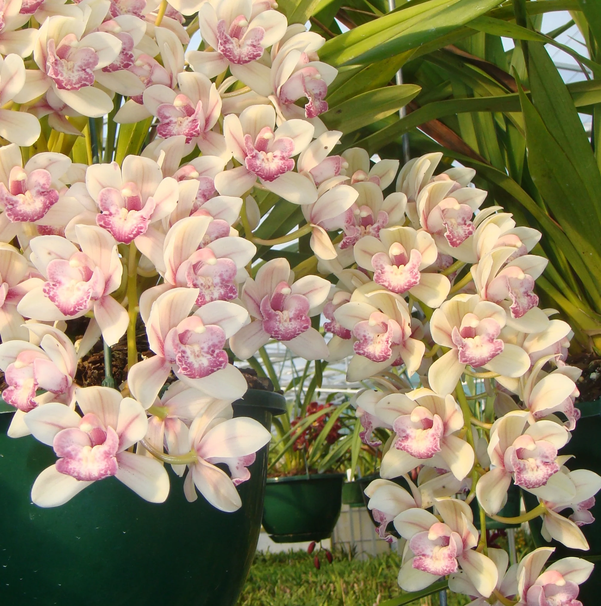 Cymbidium Paradisian Surprise 'Splash of Pink' 2 only