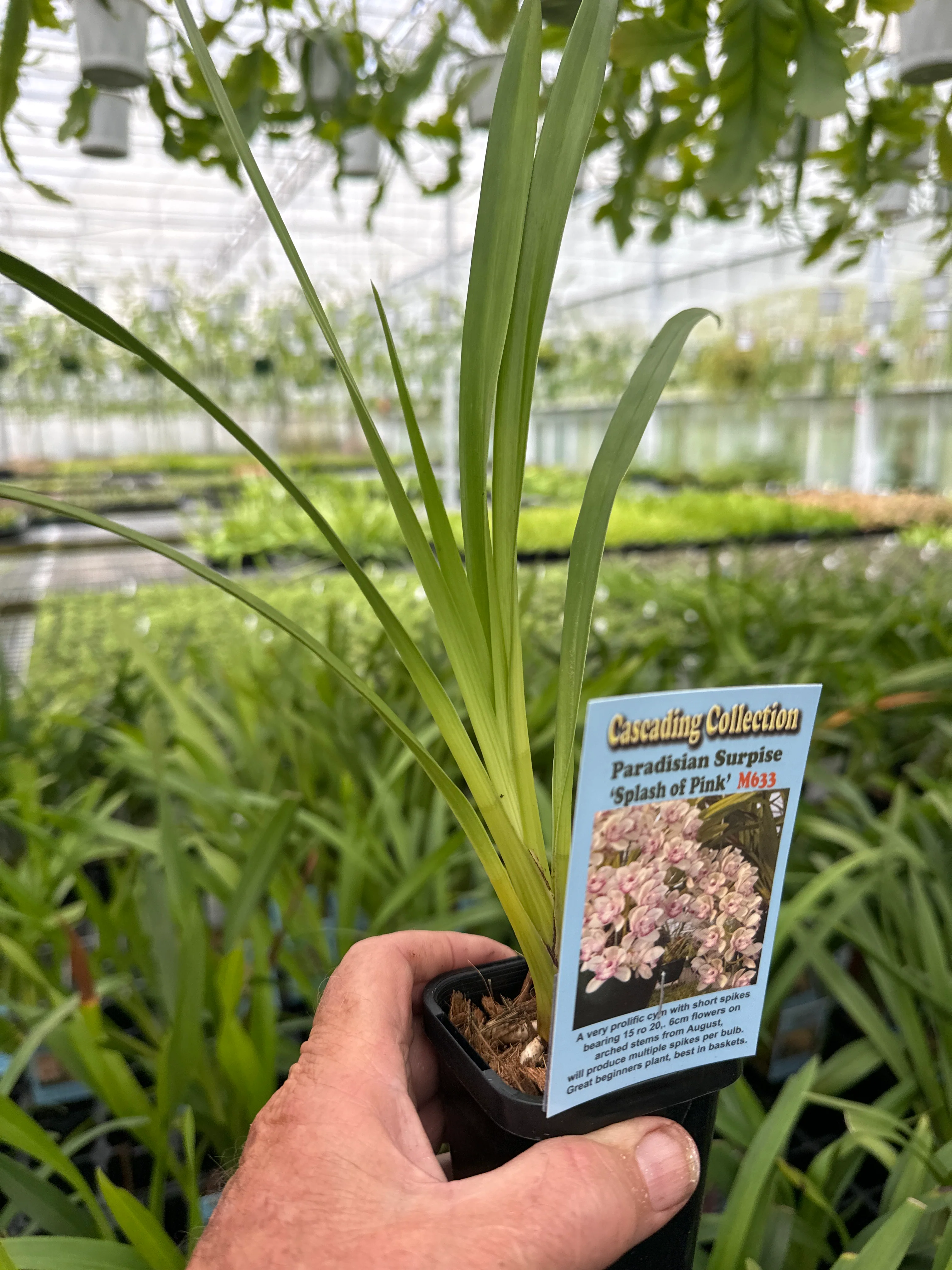 Cymbidium Paradisian Surprise 'Splash of Pink' 2 only - Image 2