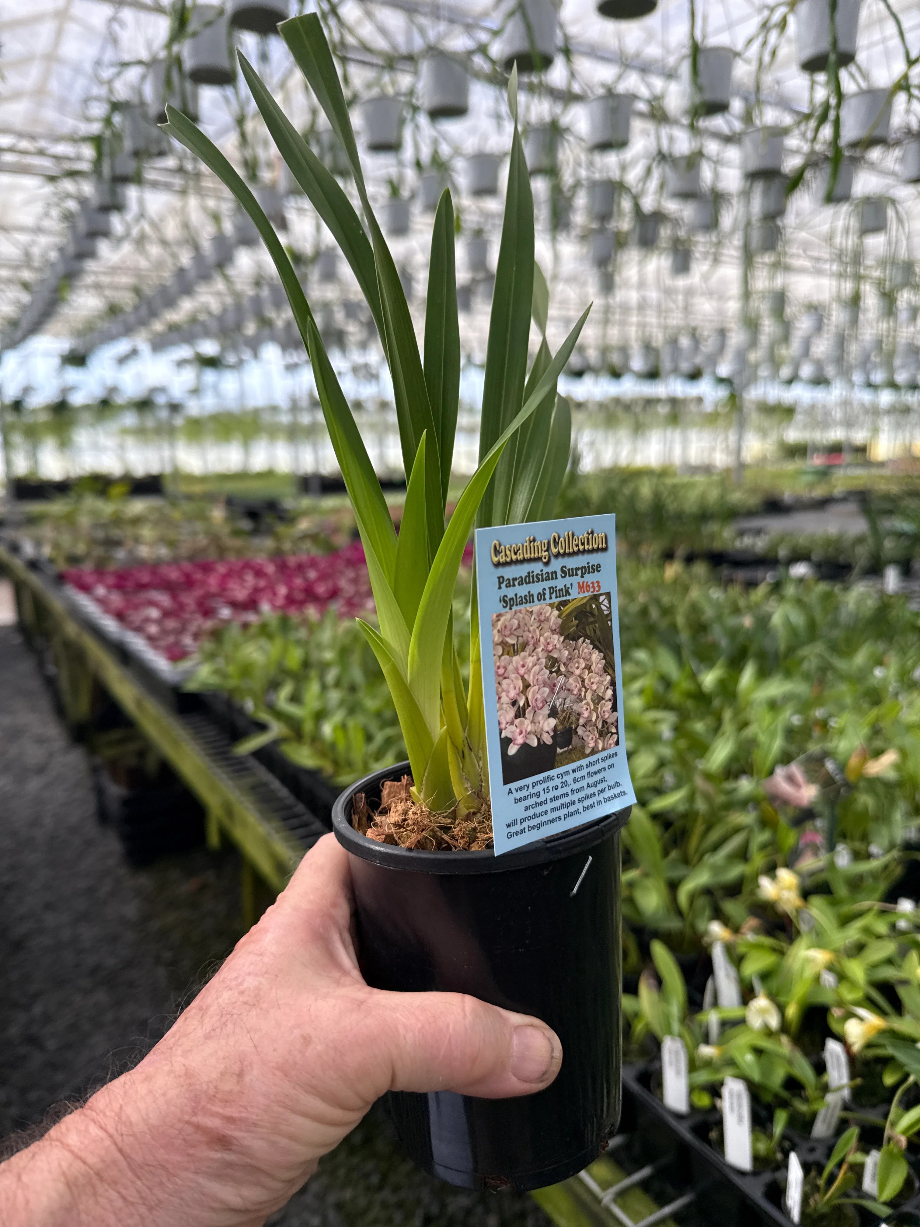 Cymbidium Paradisian Surprise 'Splash of Pink' 2 only - Image 3