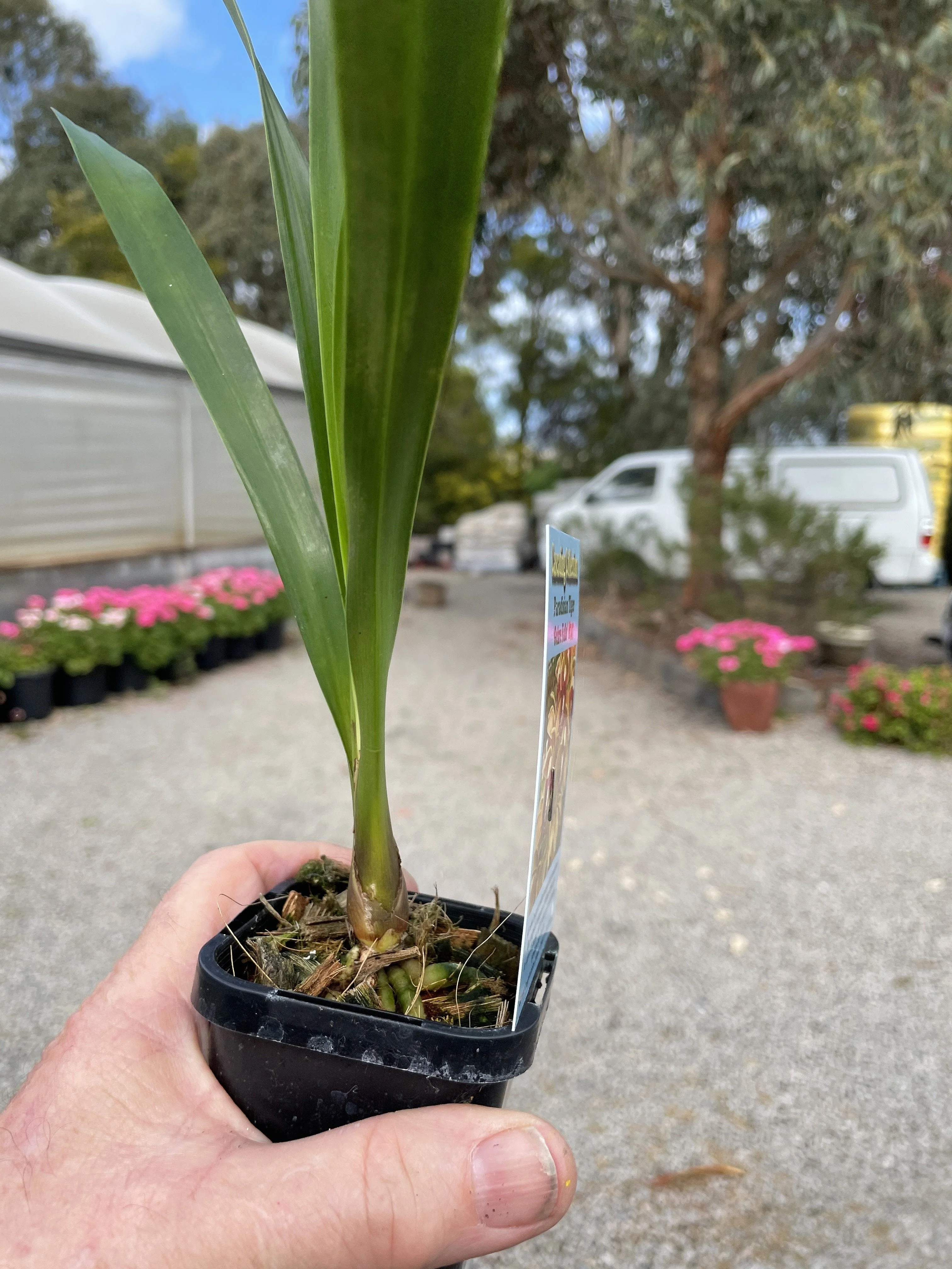 Cymbidium Paradisian Tango 'Dancer' - Image 3