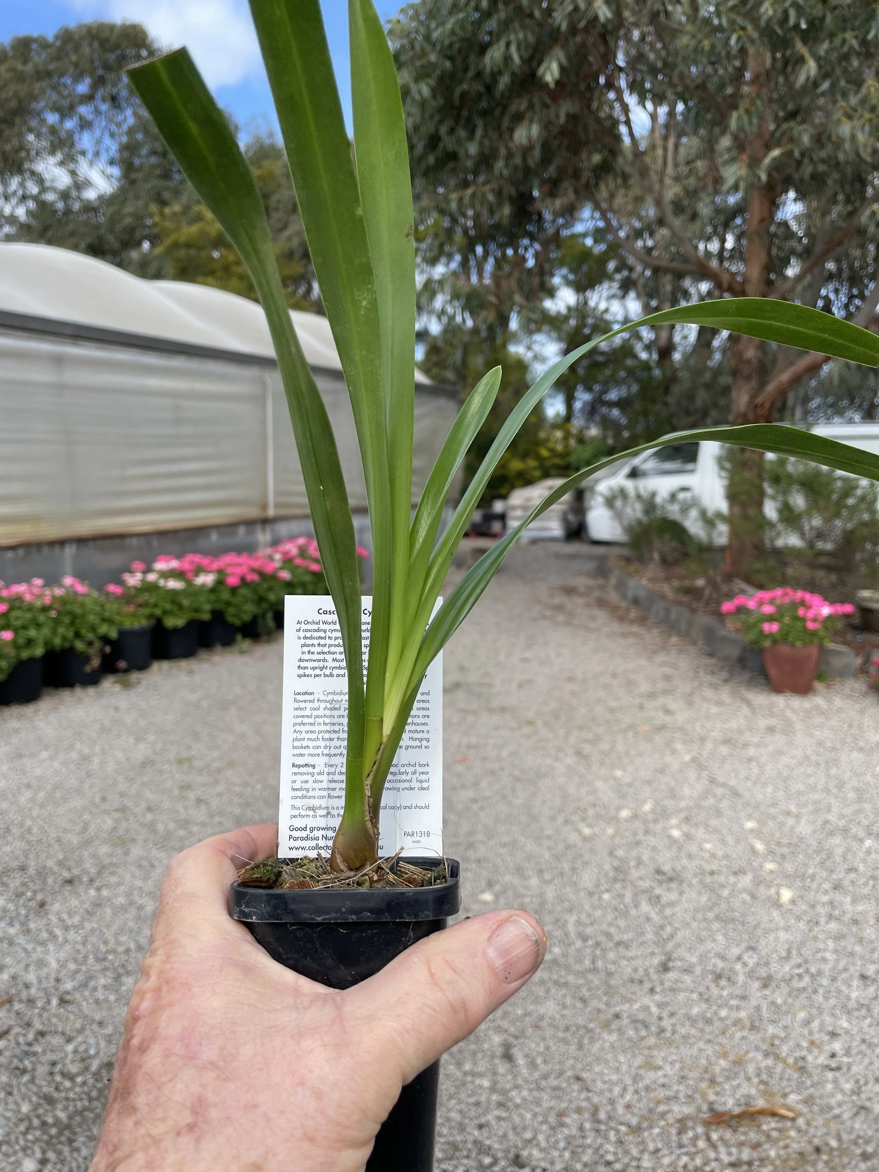 Cymbidium Paradisian Tango 'Dancer' - Image 4