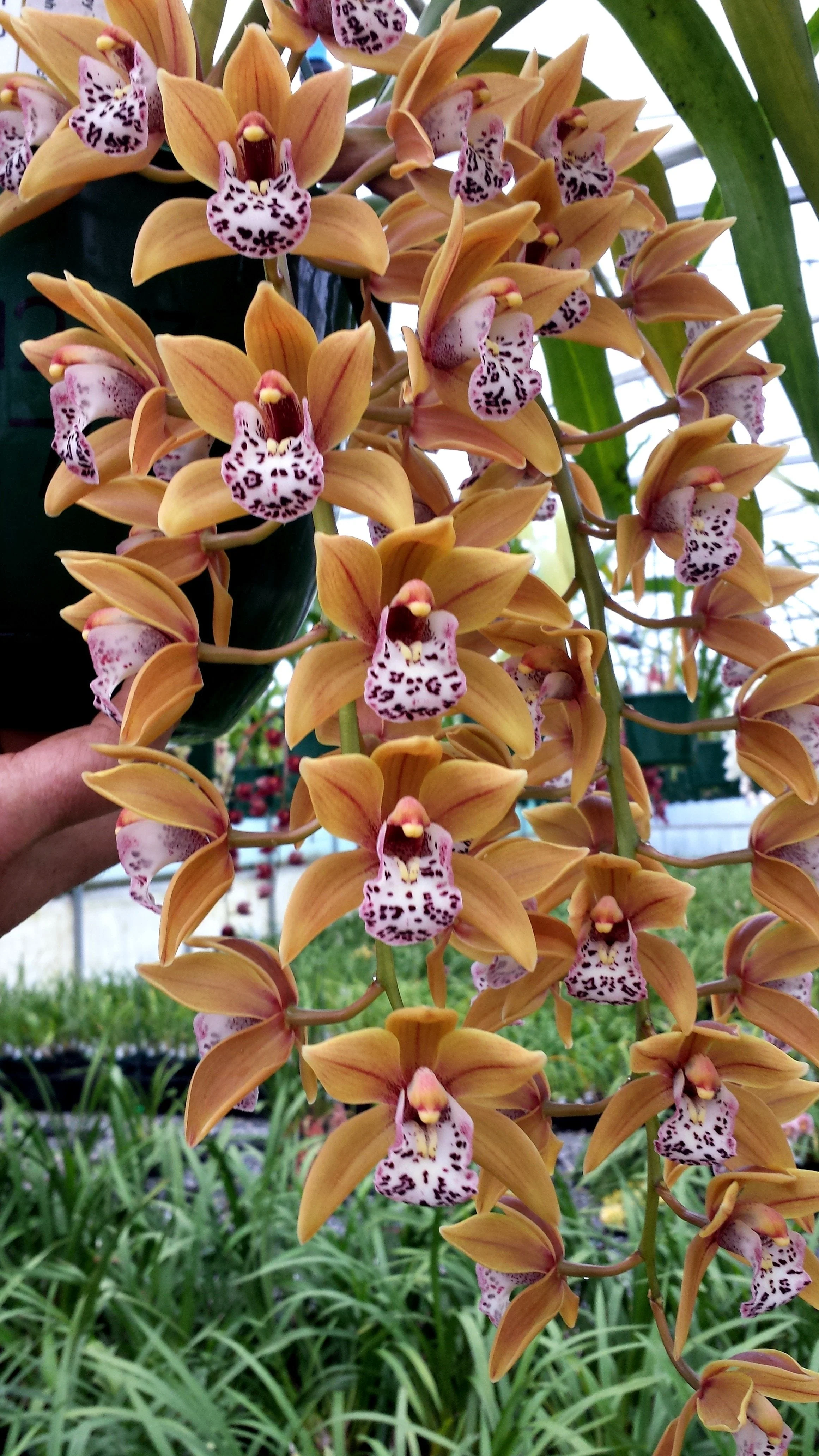 Cymbidium Paradisian Tiger 'Golden Falls'
