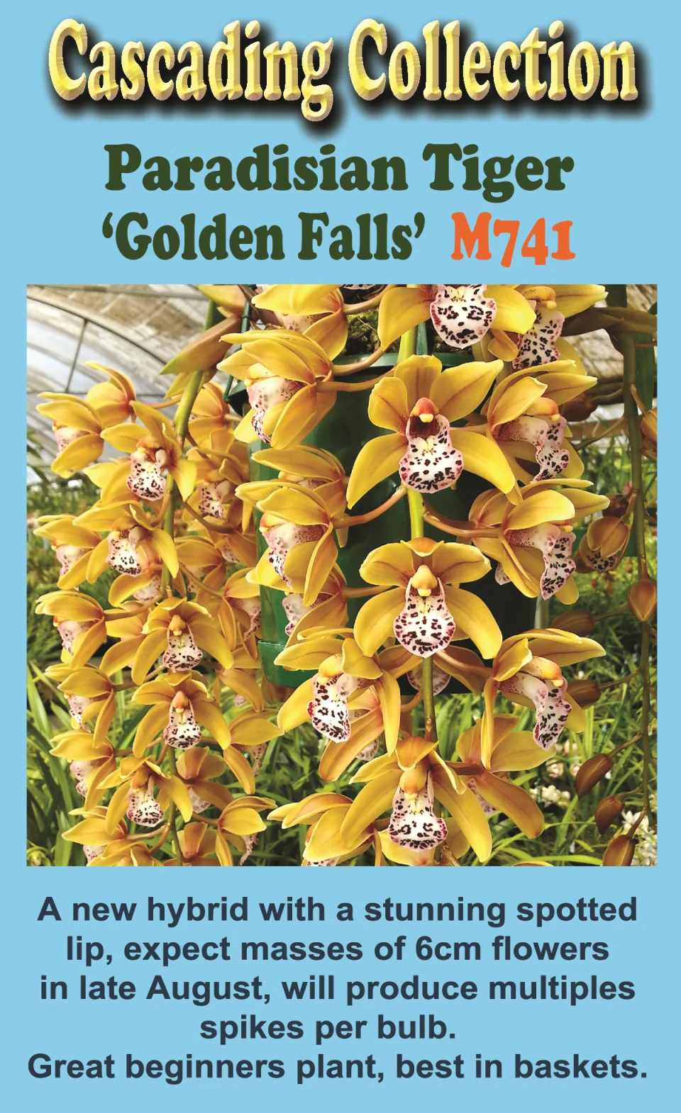 Cymbidium Paradisian Tiger 'Golden Falls' - Image 2