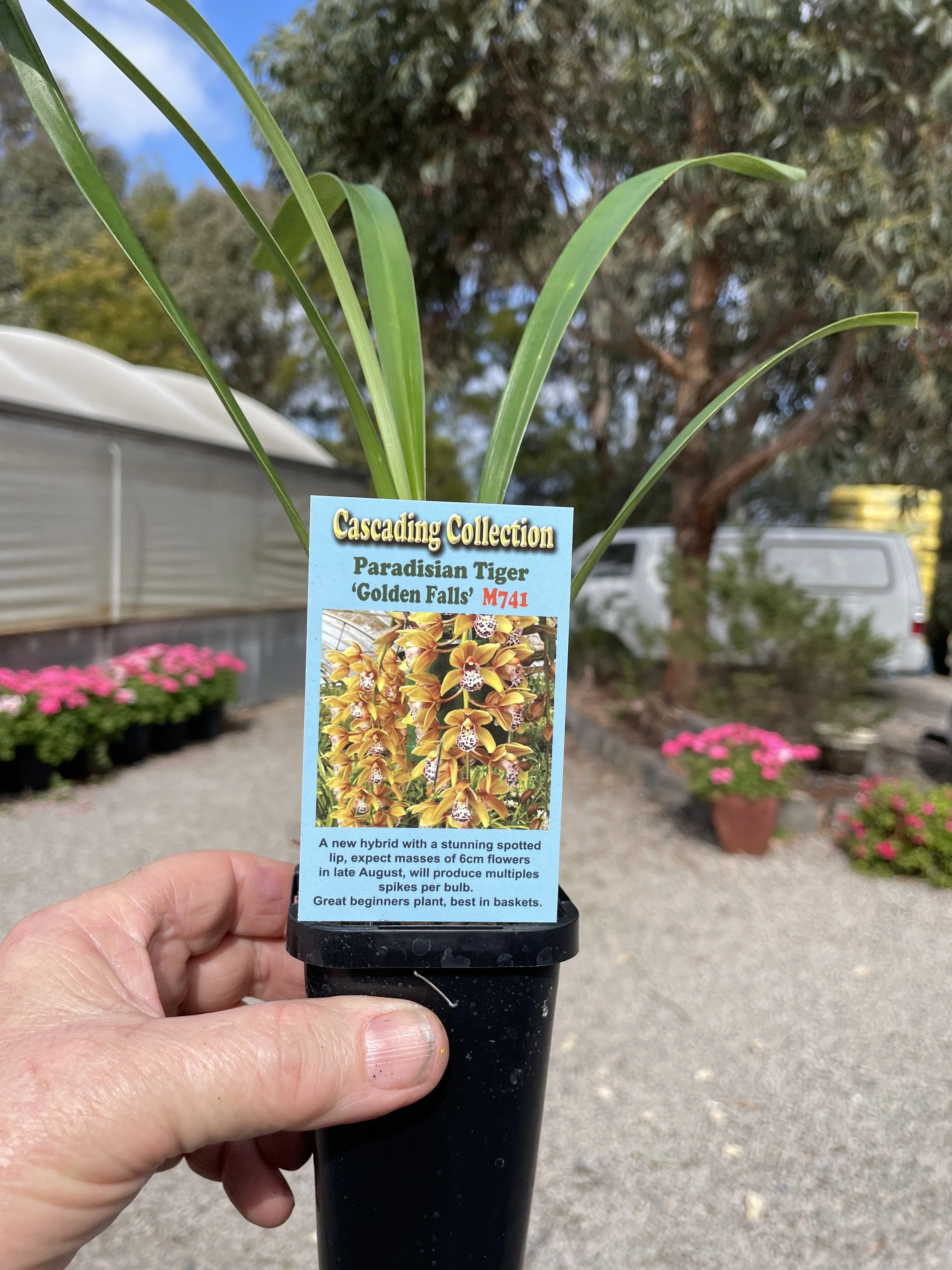 Cymbidium Paradisian Tiger 'Golden Falls' - Image 4