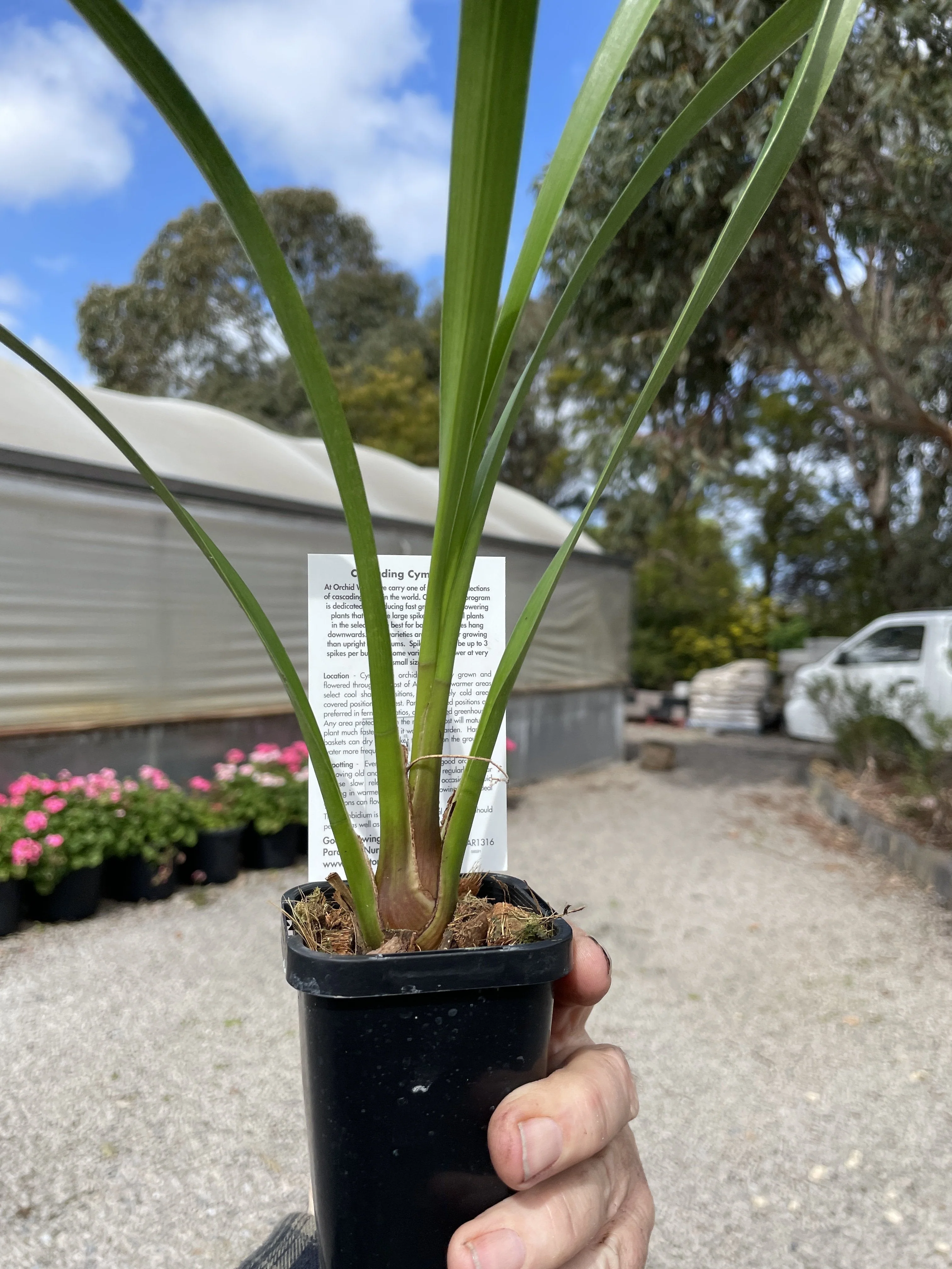 Cymbidium Paradisian Tiger 'Golden Falls' - Image 6