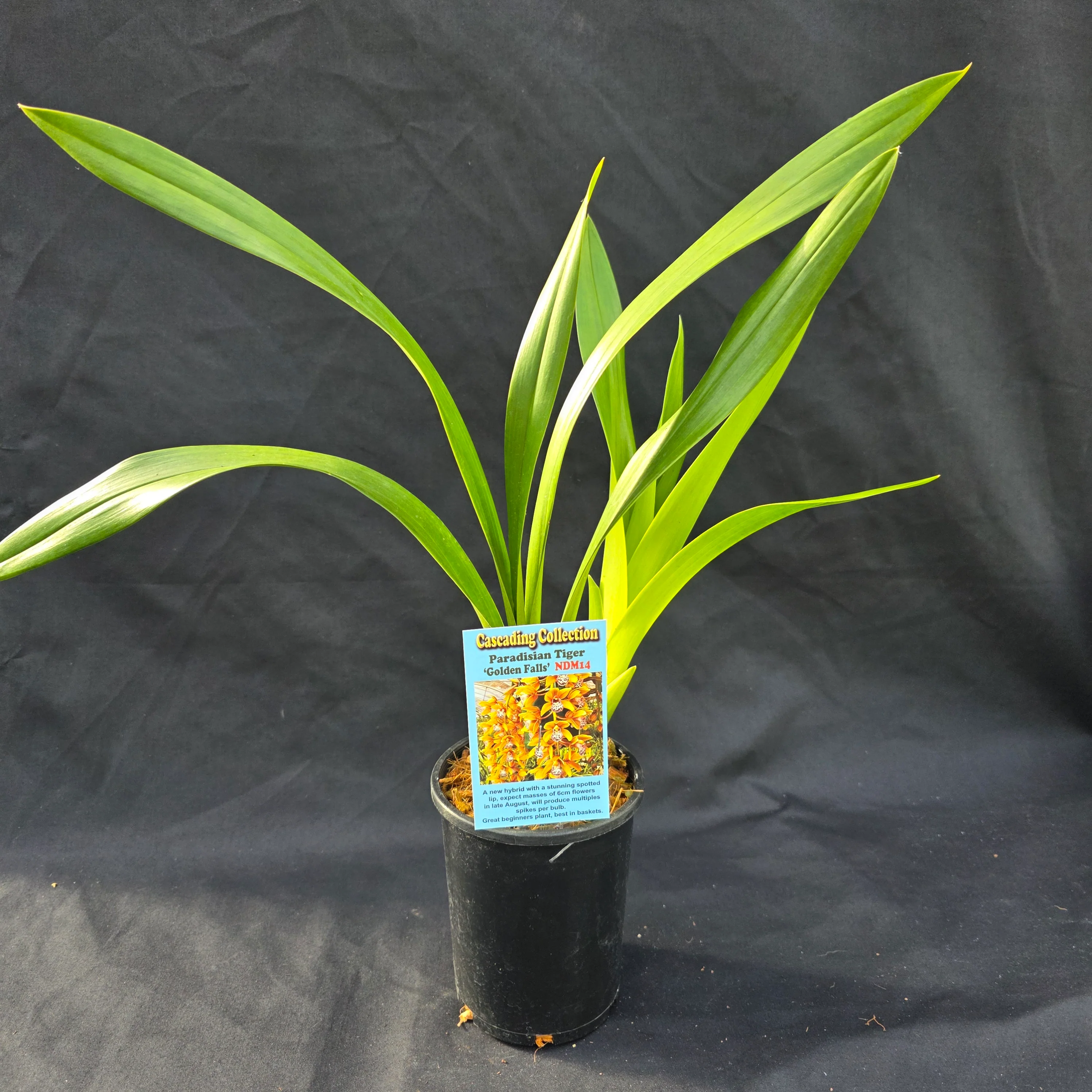 Cymbidium Paradisian Tiger 'Golden Falls' - Image 7