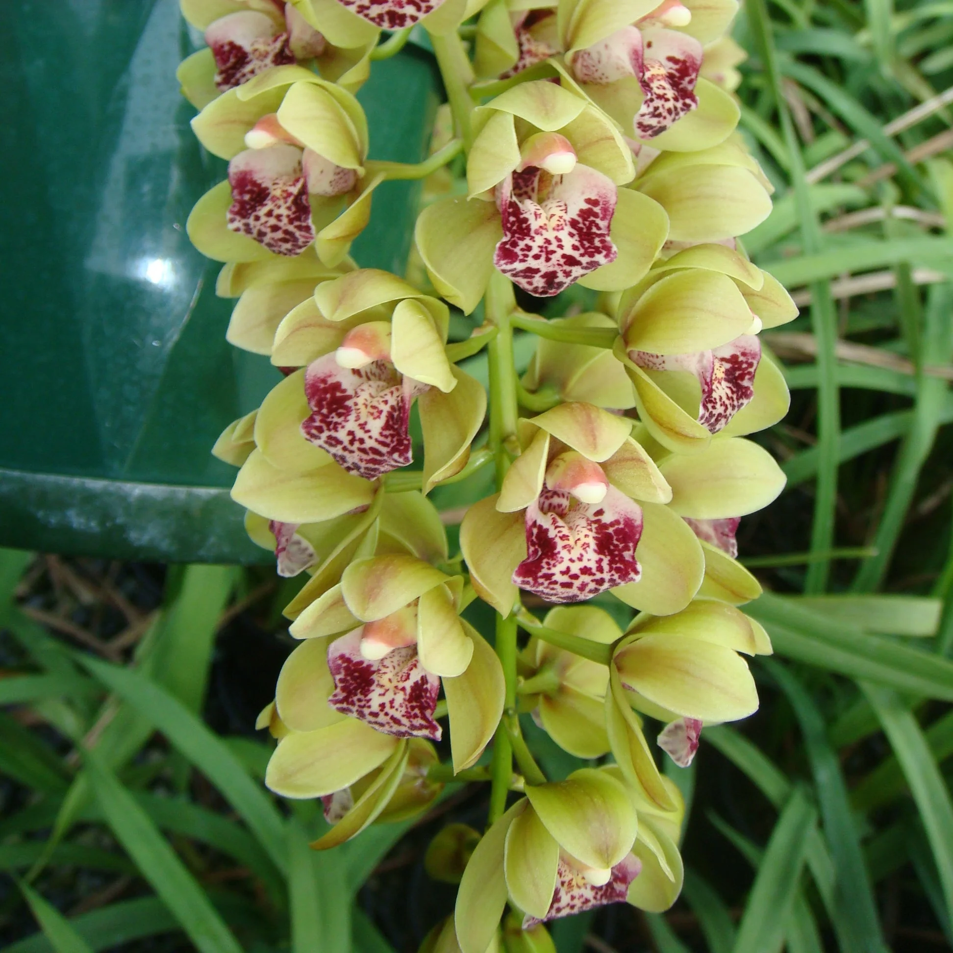 Cymbidium Paradisian Tiger 'Green Falls'