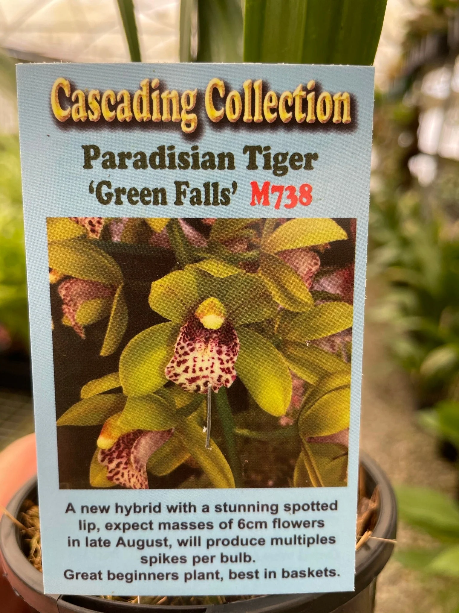 Cymbidium Paradisian Tiger 'Green Falls' - Image 2
