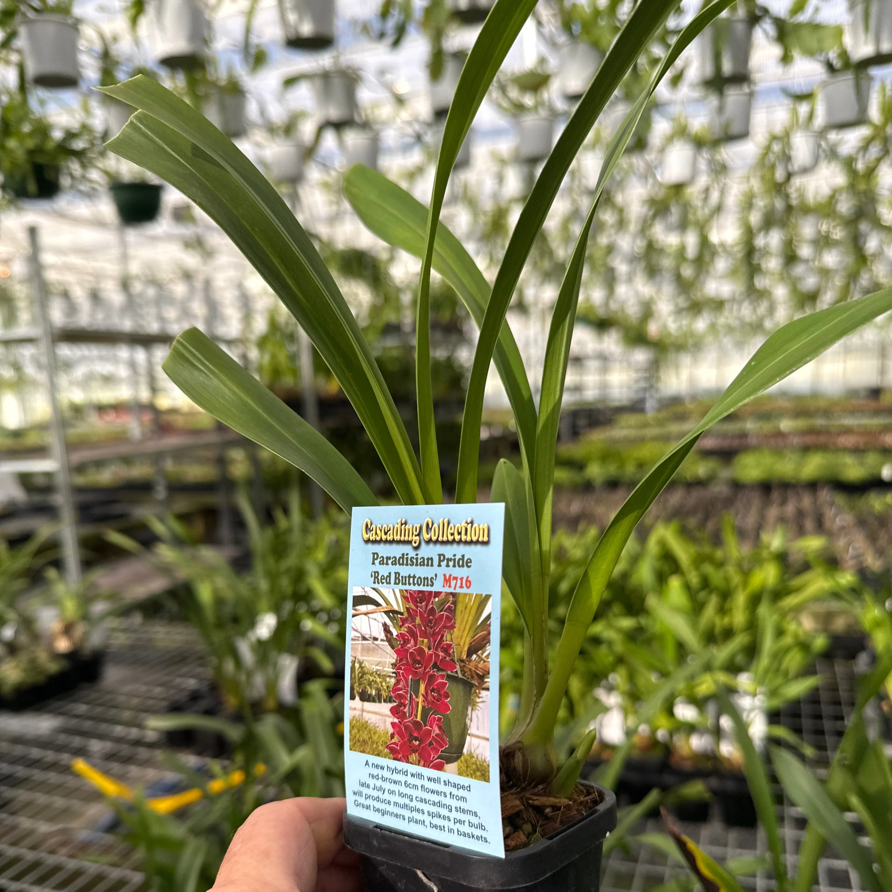 Cymbidium Paradisian Pride 'Red Buttons' - Image 2