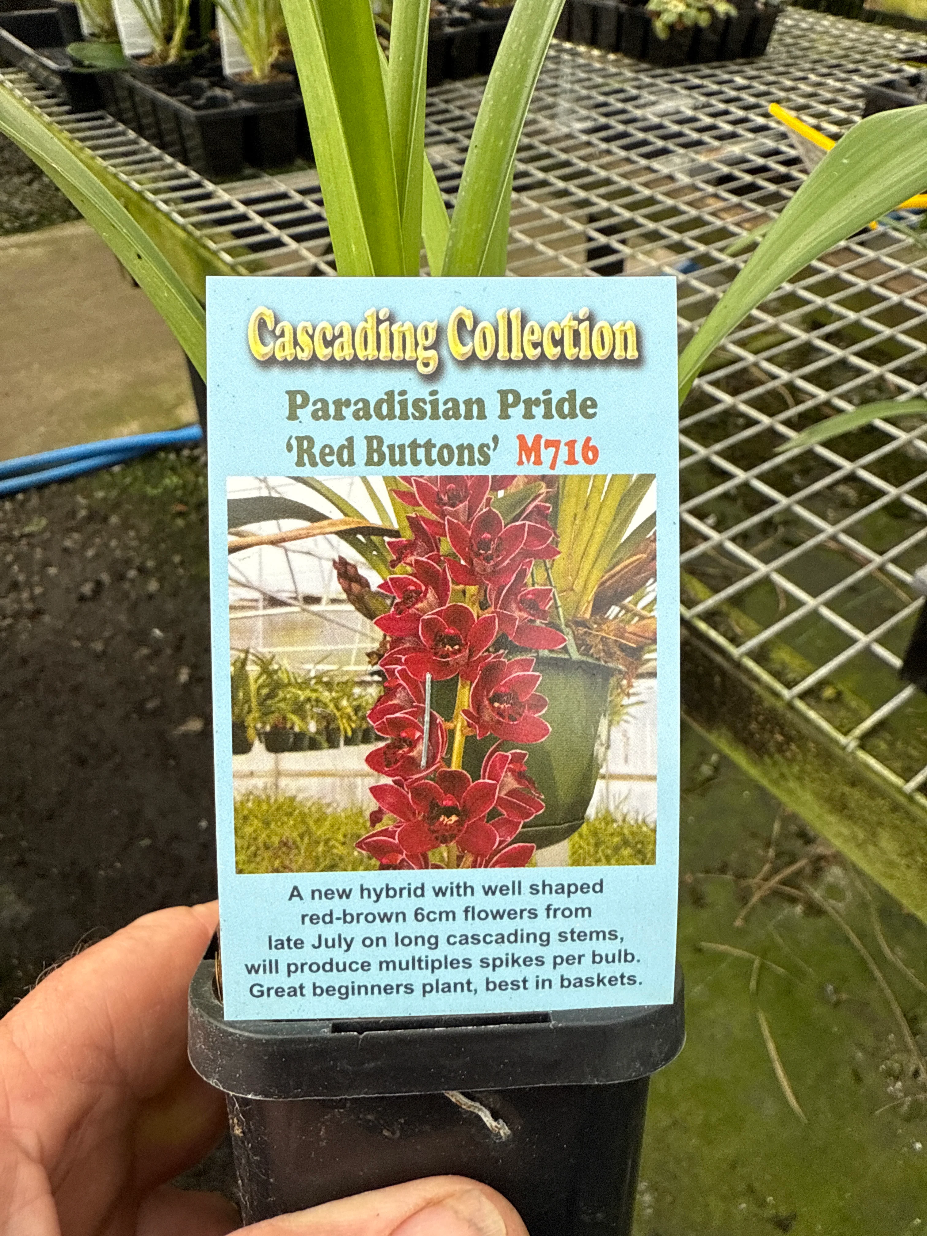 Cymbidium Paradisian Pride 'Red Buttons' - Image 3