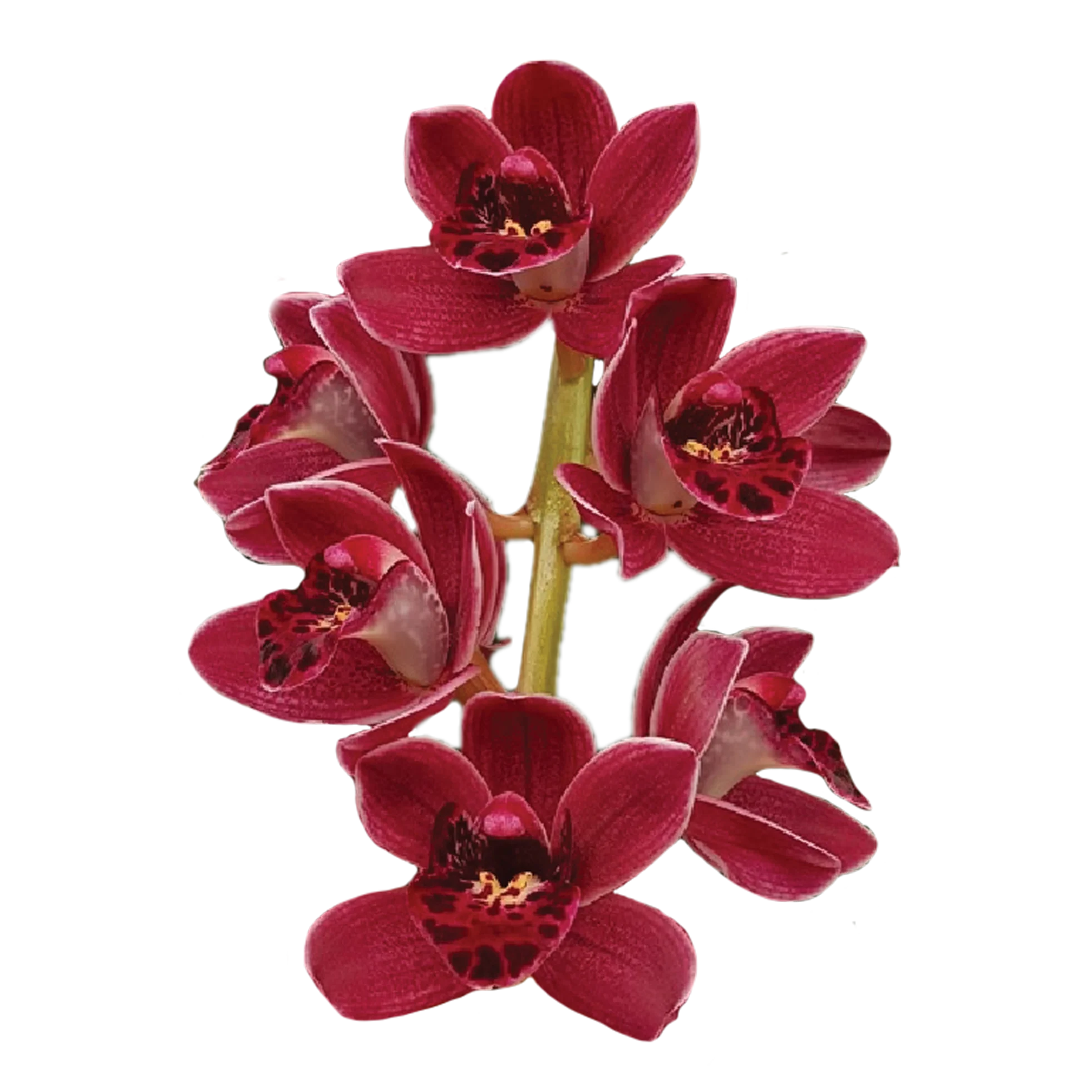 Cymbidium Paradisian Pride 'Red Buttons' - Image 4
