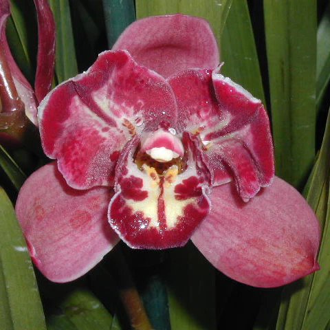 Cymbidium Peppers Fire 'Fiesta' - Image 2