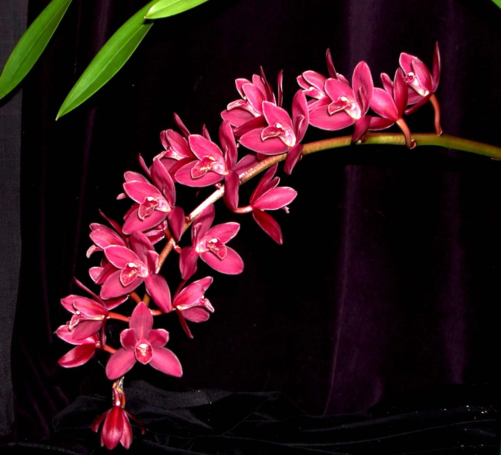 Cymbidium Phar Lap 'Geyserland'