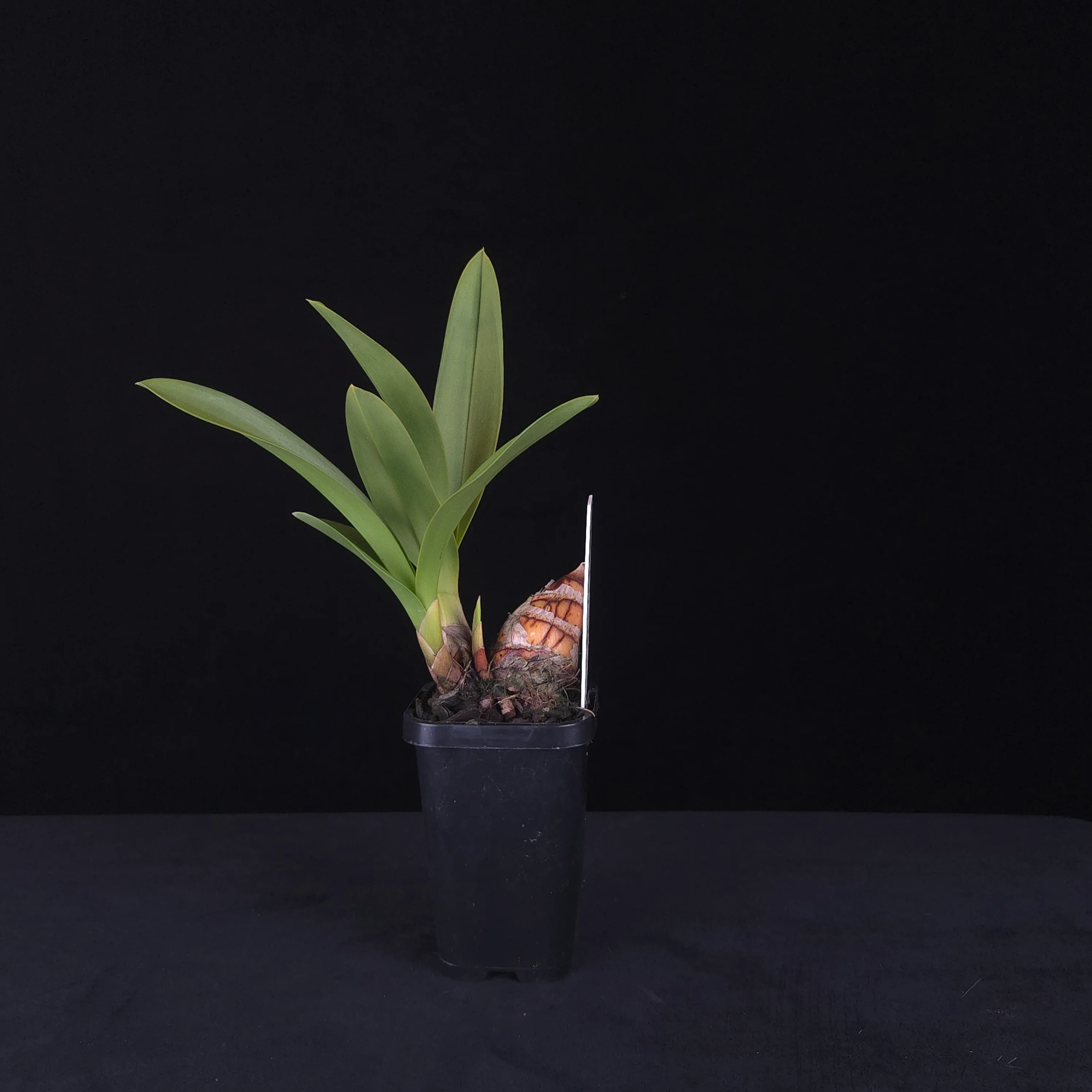 Cymbidium Pied Piper – Rare Primary Hybrid - Image 2