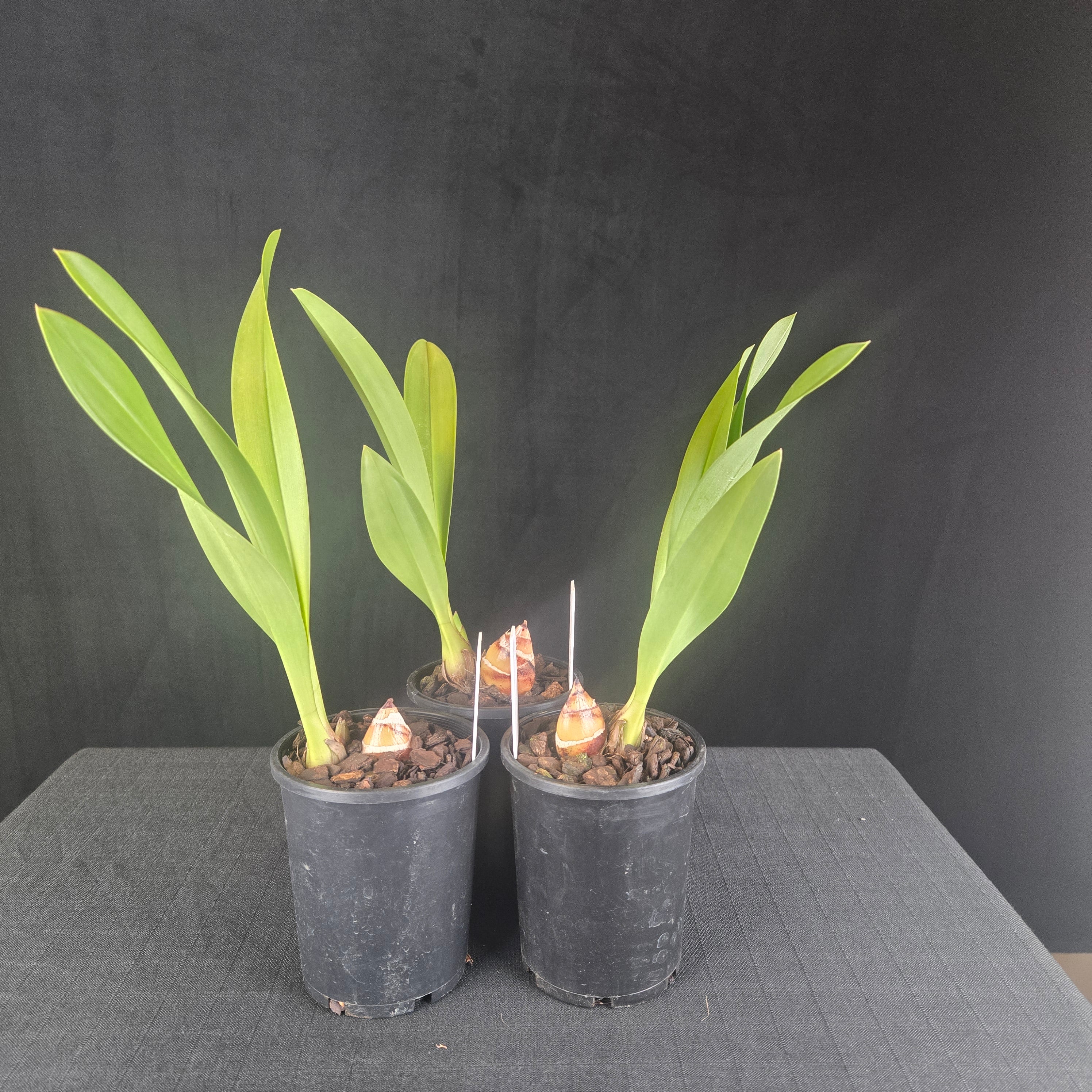 Cymbidium Pied Piper – Rare Primary Hybrid - Image 3