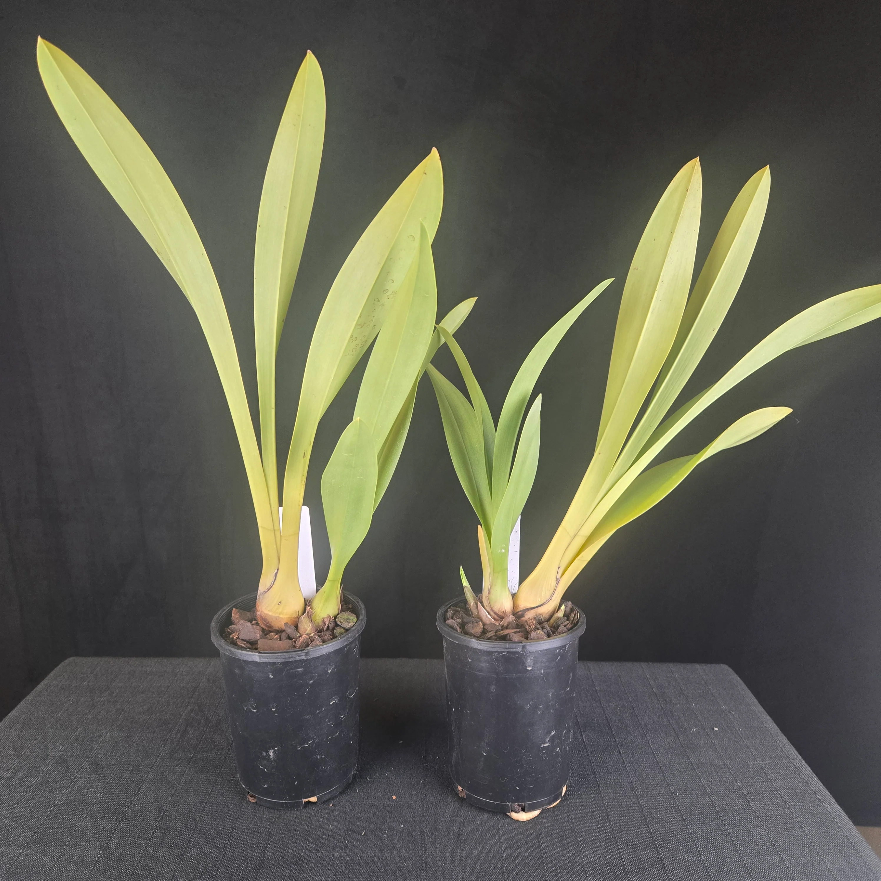 Cymbidium Pied Piper – Rare Primary Hybrid - Image 4