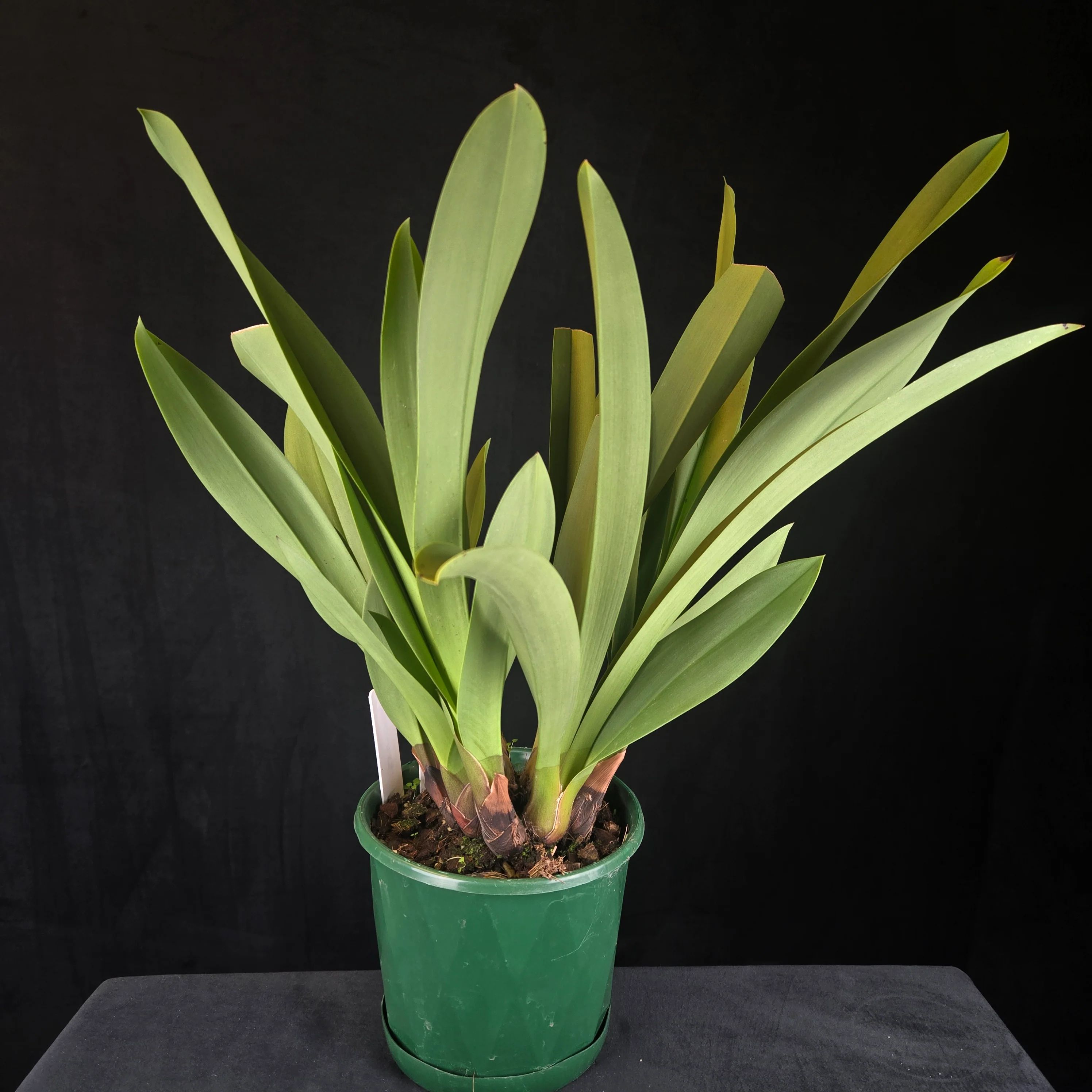 Cymbidium Pied Piper – Rare Primary Hybrid - Image 5